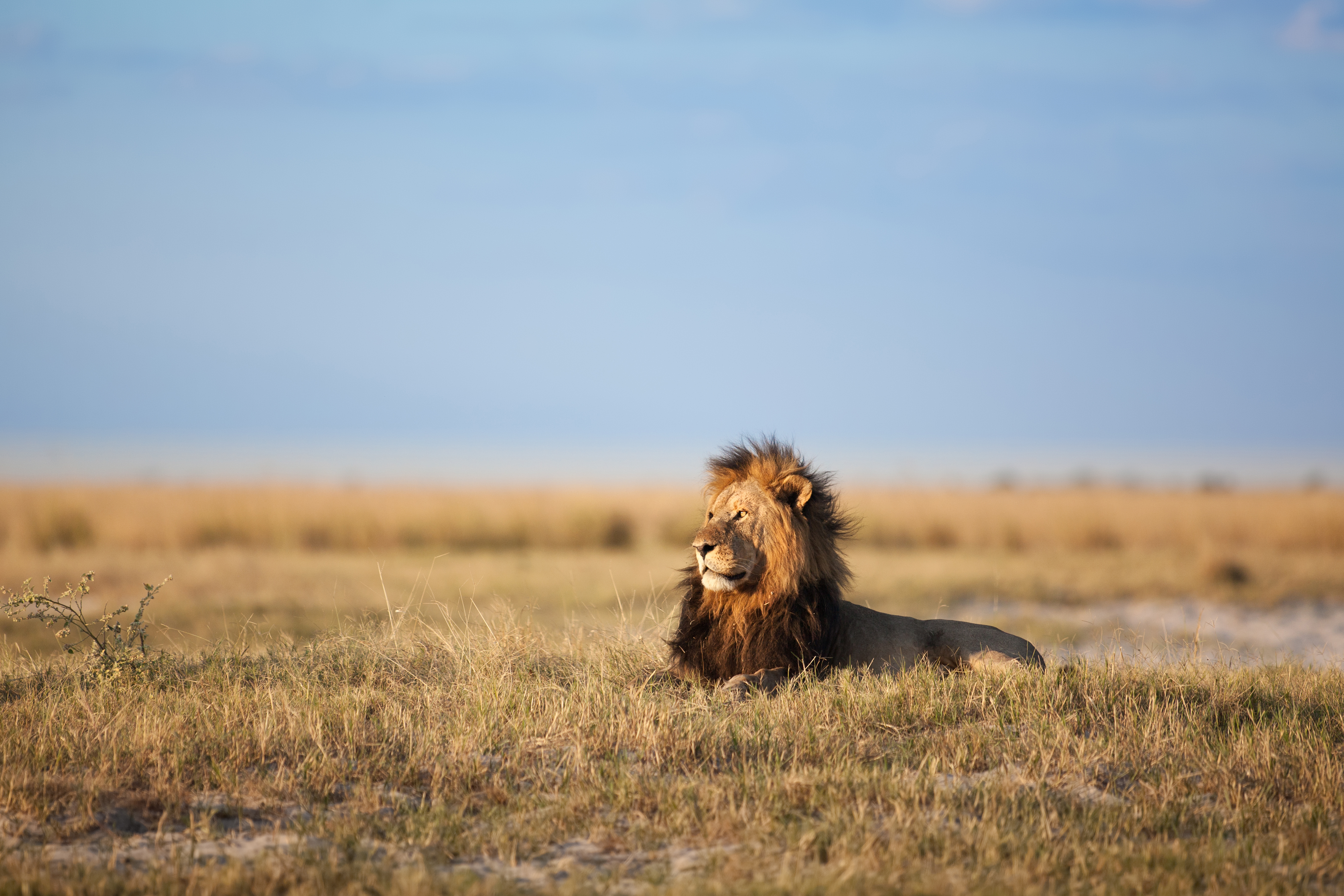 Majestætisk løve hviler i græsset i Chobe Nationalpark i Botswana på safarioplevelse