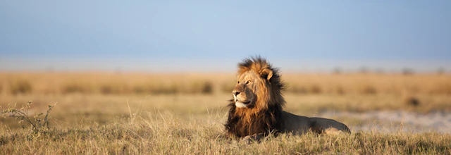 Majestætisk løve hviler i græsset i Chobe Nationalpark i Botswana på safarioplevelse