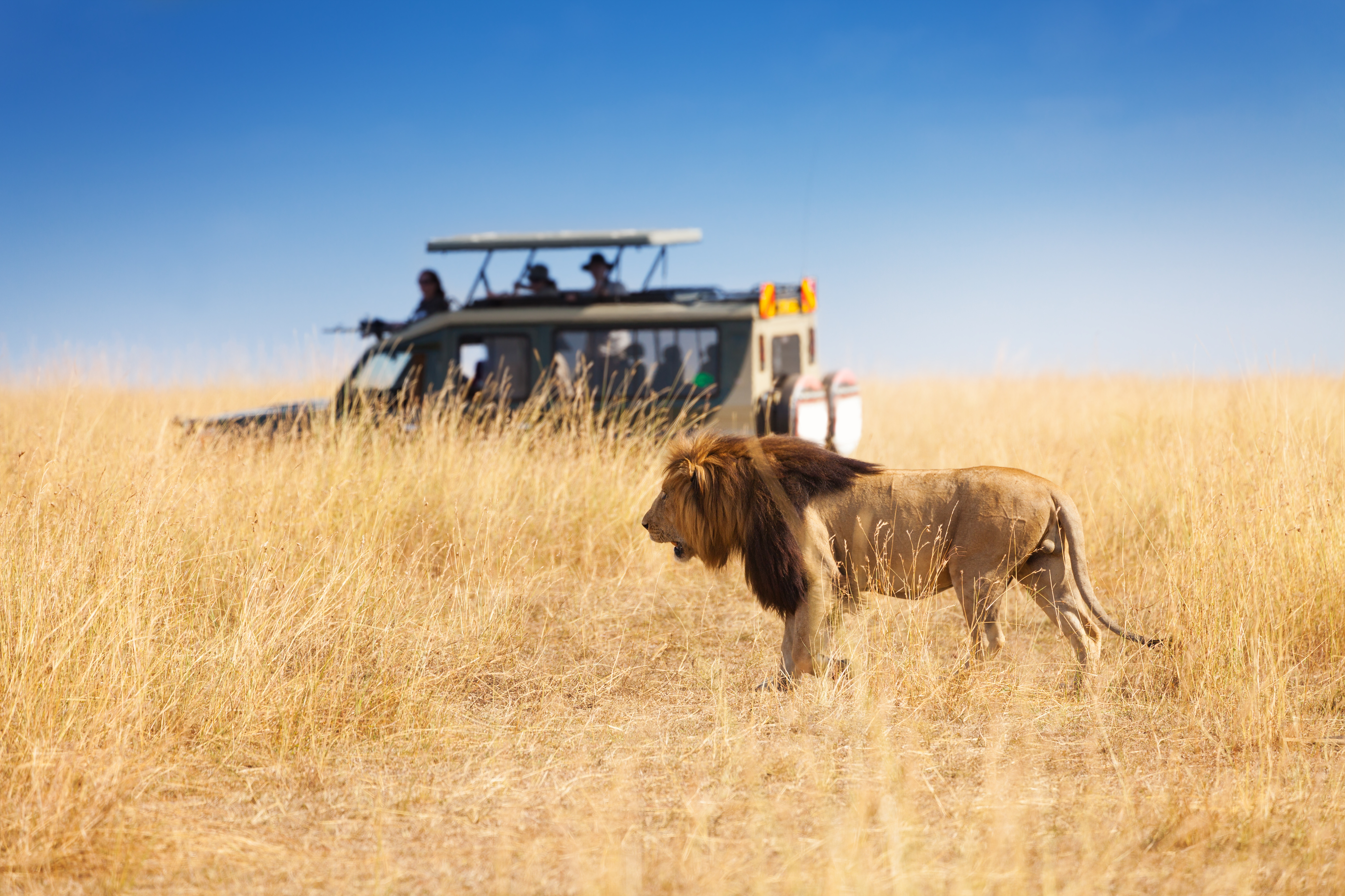 Imponerende løve med man på safari-tur i Kenyas berømte Masai Mara reserve