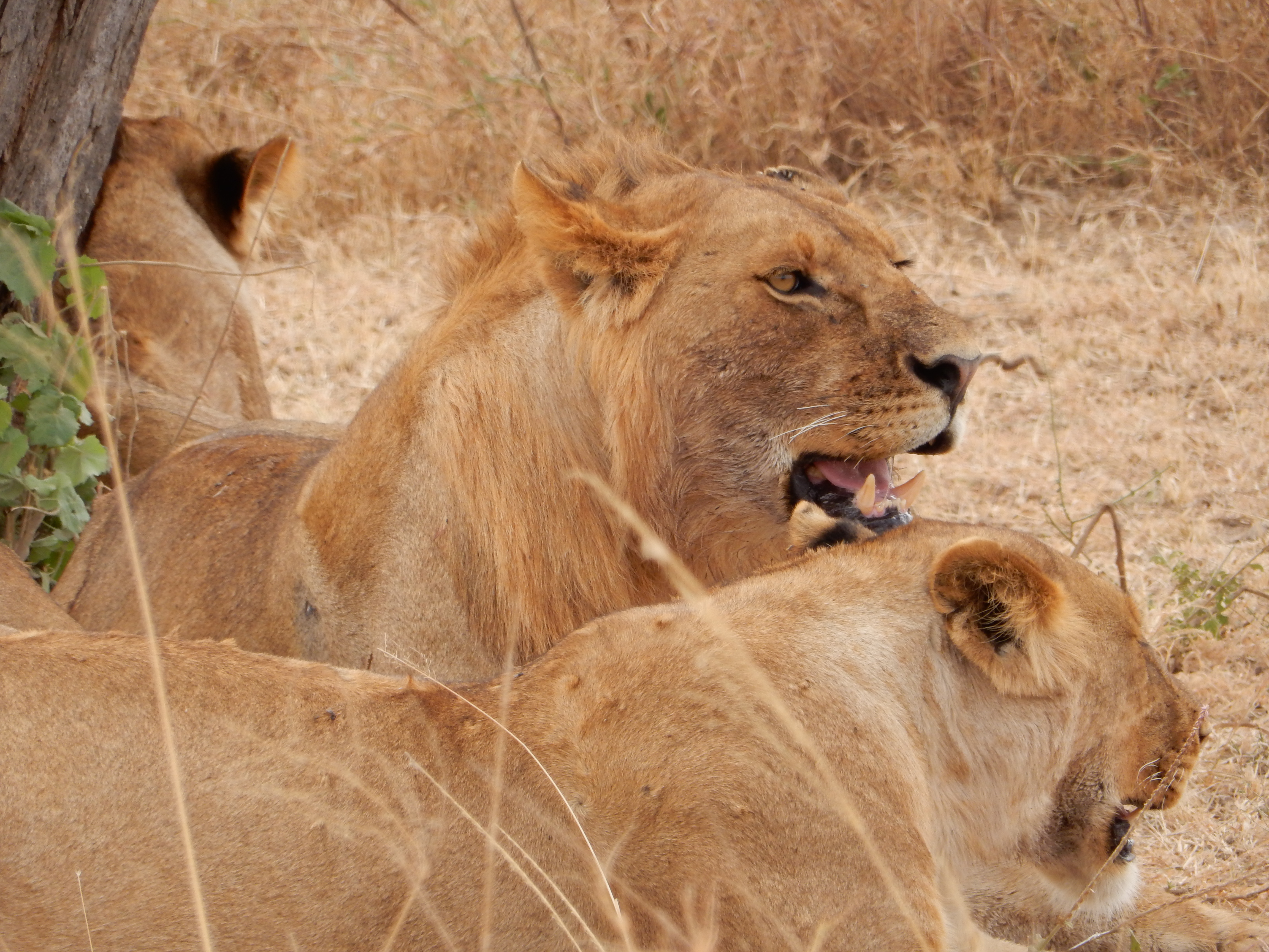 To løver hviler fredeligt i skyggen på savannen i Tanzania under en safari