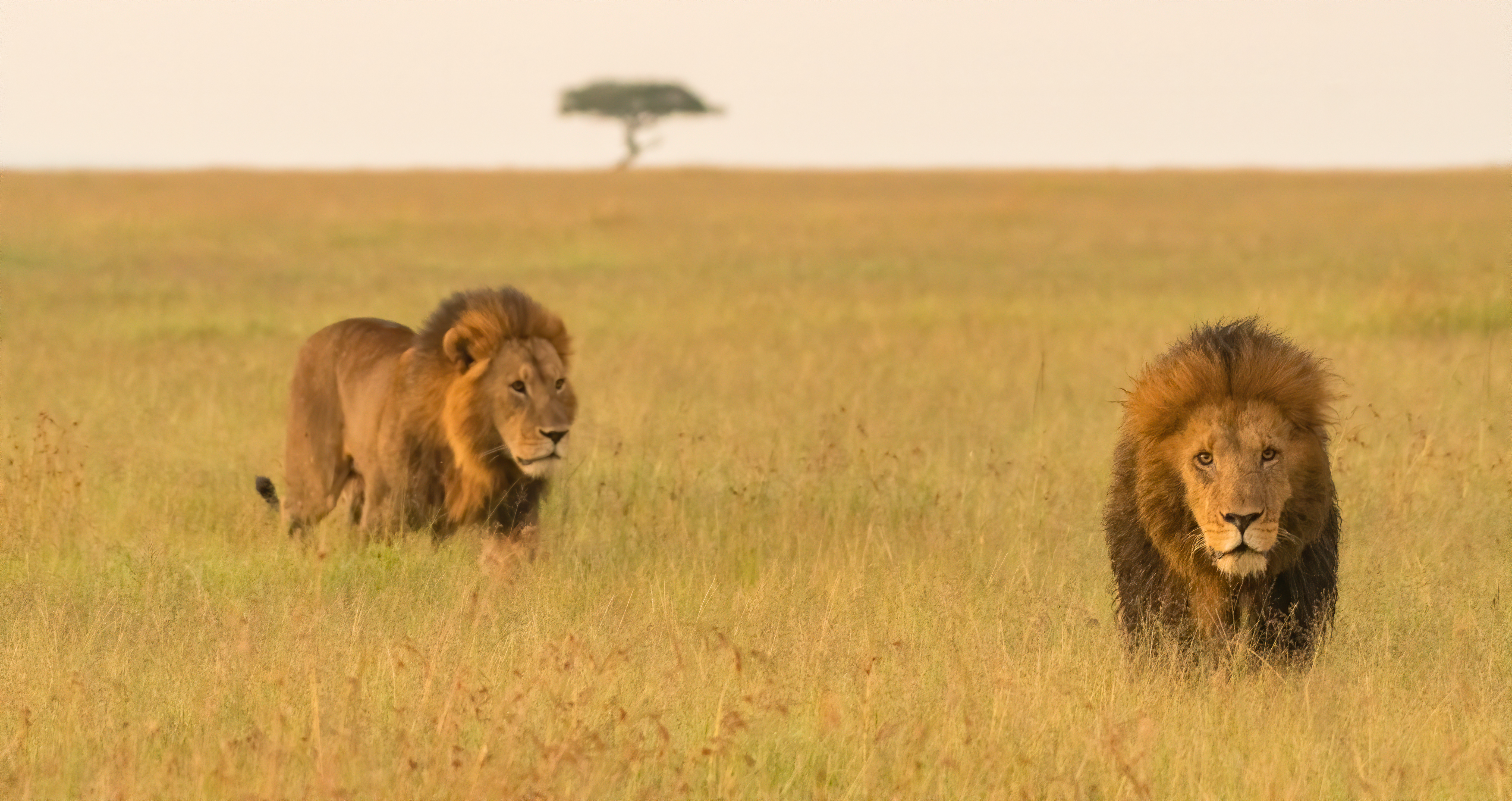 To imponerende hanløver vandrer gennem savannen i Masai Mara Kenya