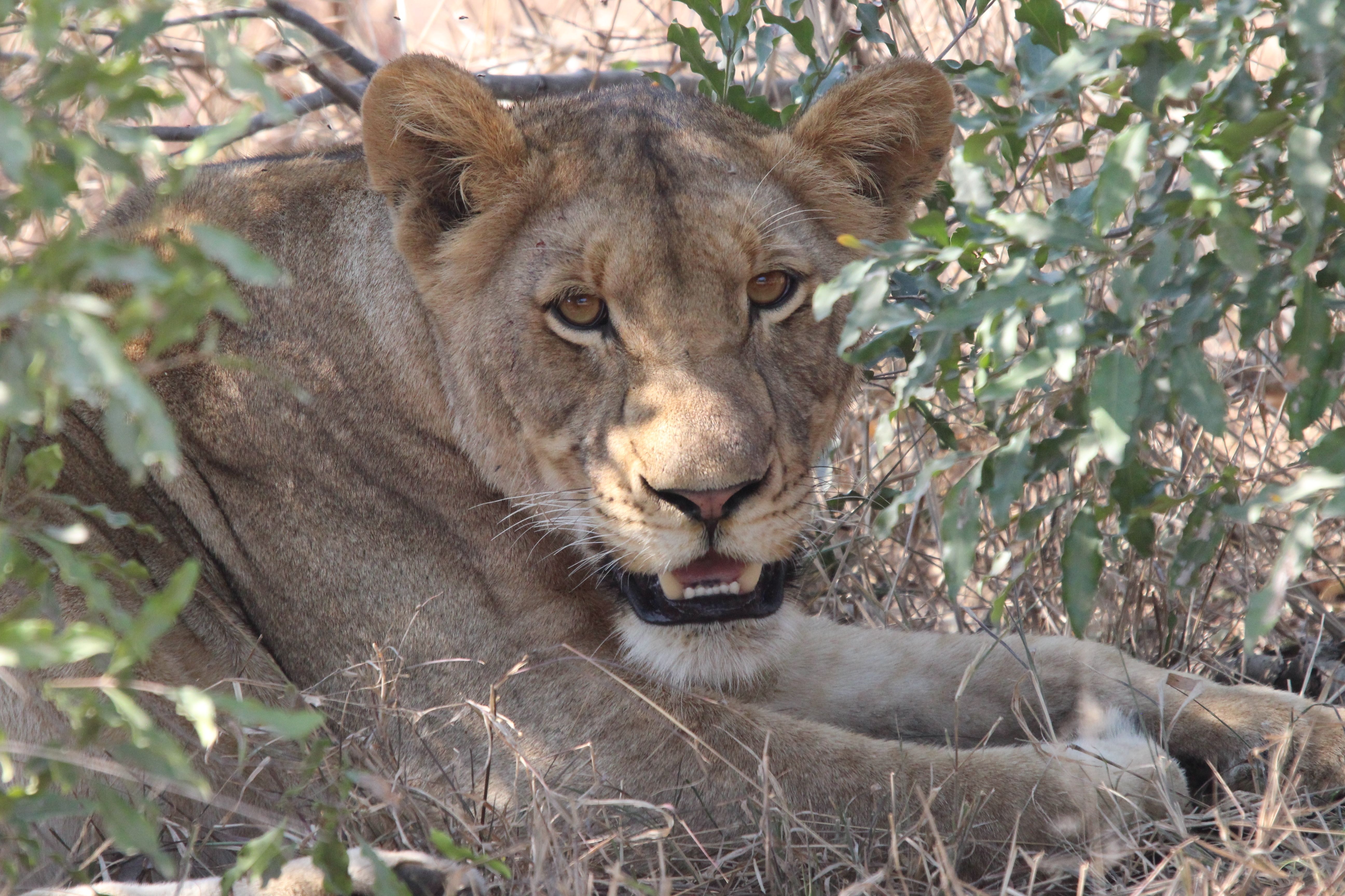 Ung løvinde hviler afslappet i Kruger Nationalpark under en eksotisk safarioplevelse i Sydafrika
