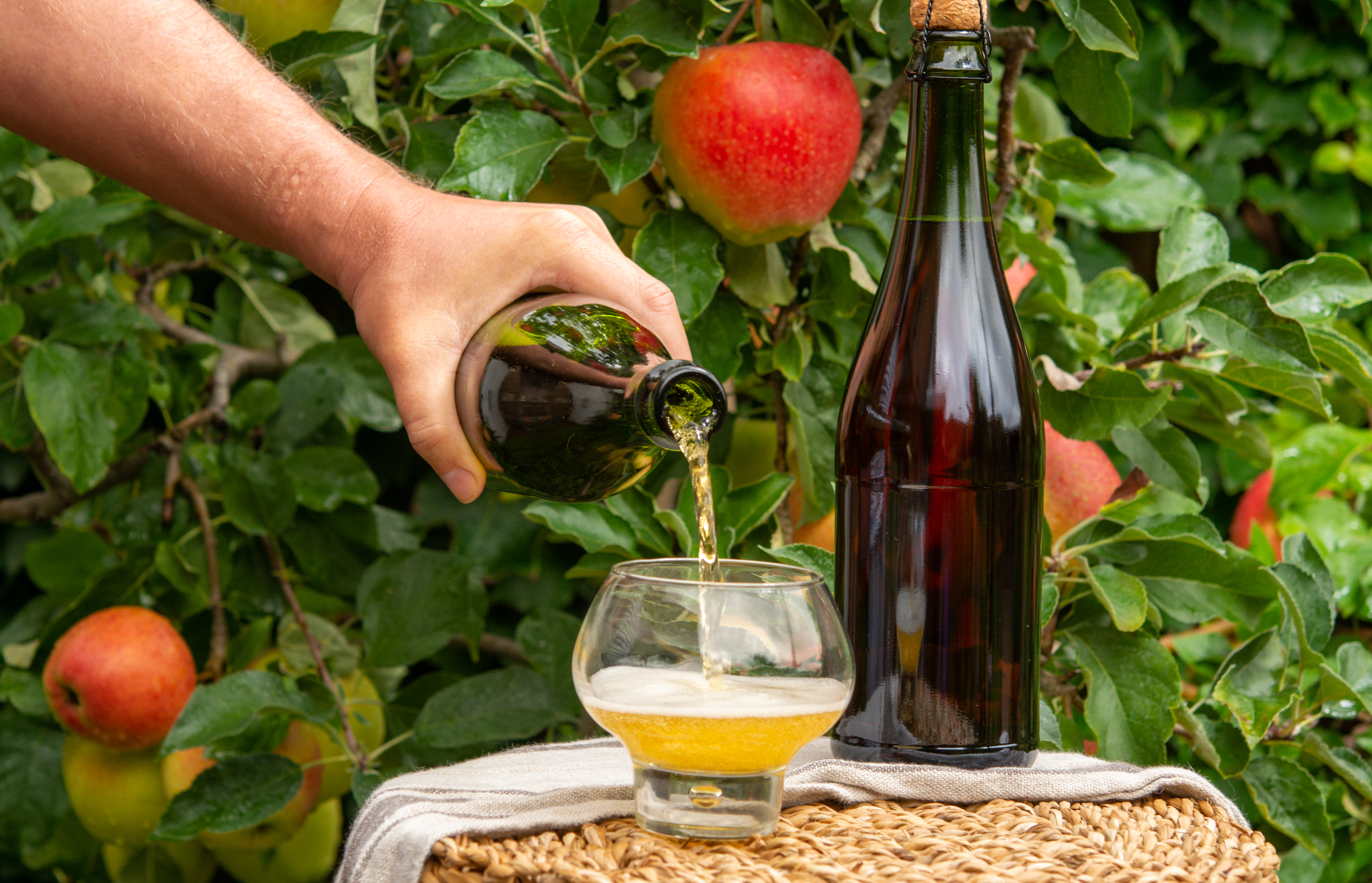 Hånd hælder gulden cider i vinglas omgivet af friske danske æbler