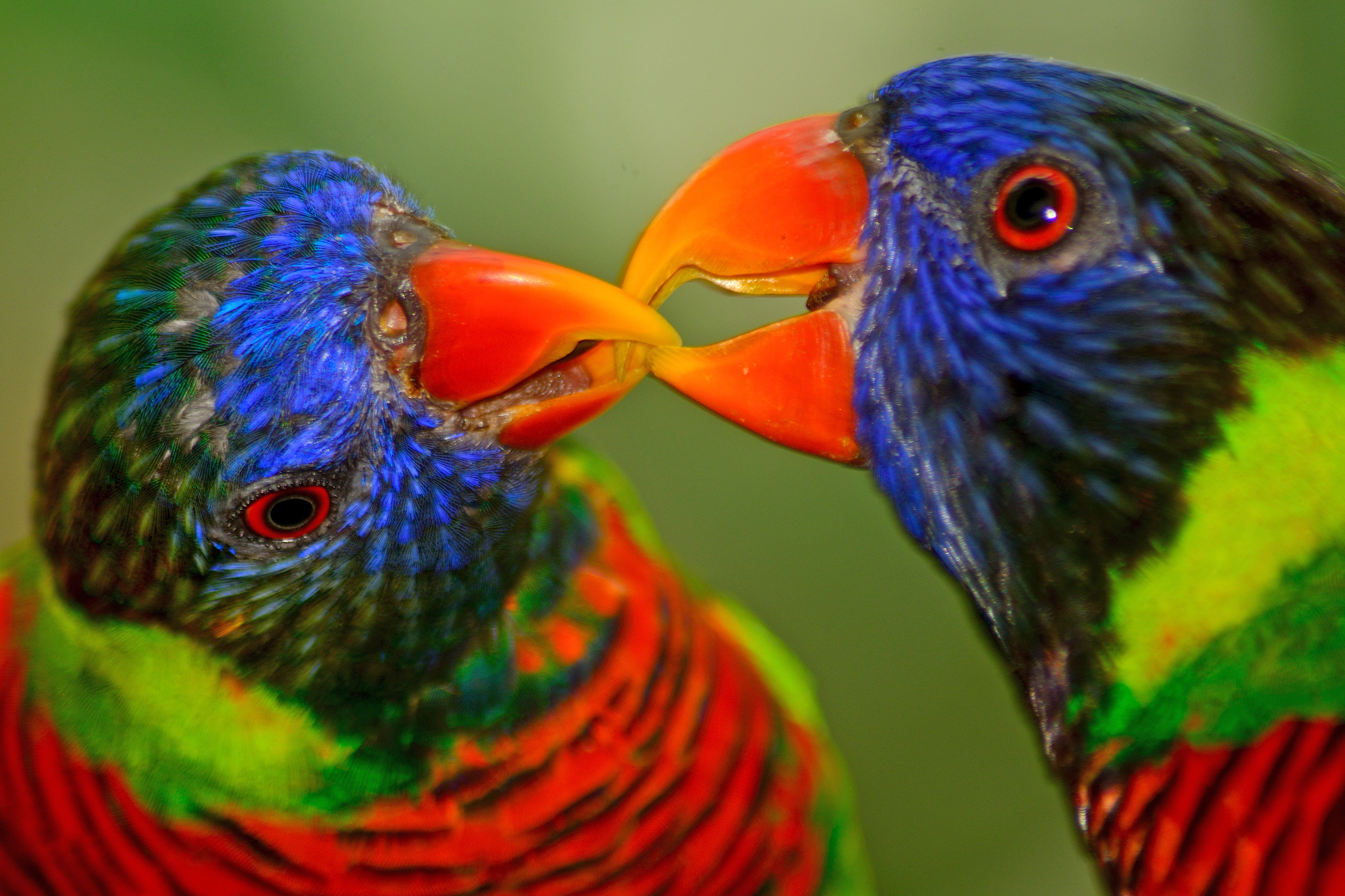 Pragtfuldt nærbillede af to regnbue-lorikeet papegøjer der rører næb i Australien med deres karakteristiske farverige fjerdragt