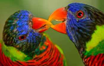 Pragtfuldt nærbillede af to regnbue-lorikeet papegøjer der rører næb i Australien med deres karakteristiske farverige fjerdragt