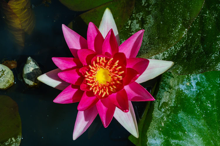 Lotus blomst med pink farver i roligt vandbassin zen atmosfære