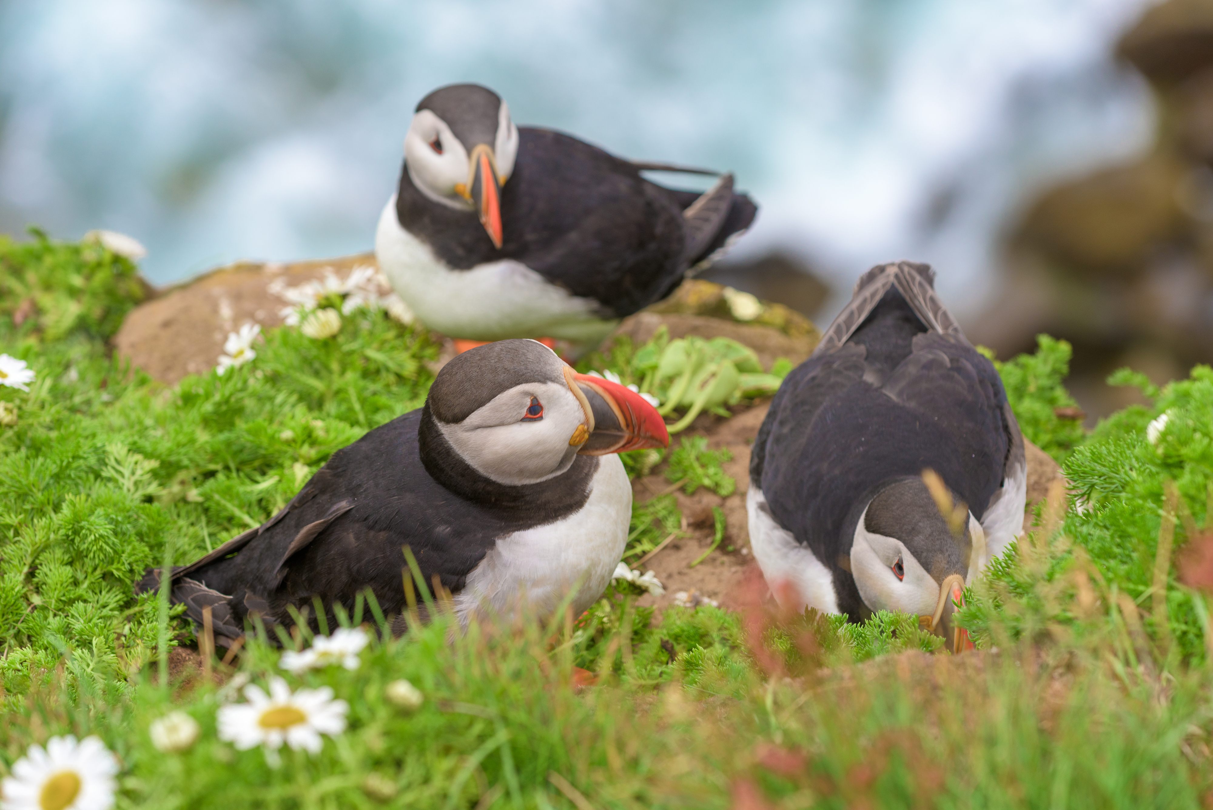 Tre lundehunde nyder sommeren på grønne klipper ved Látrabjarg på Island med det blå hav i baggrunden