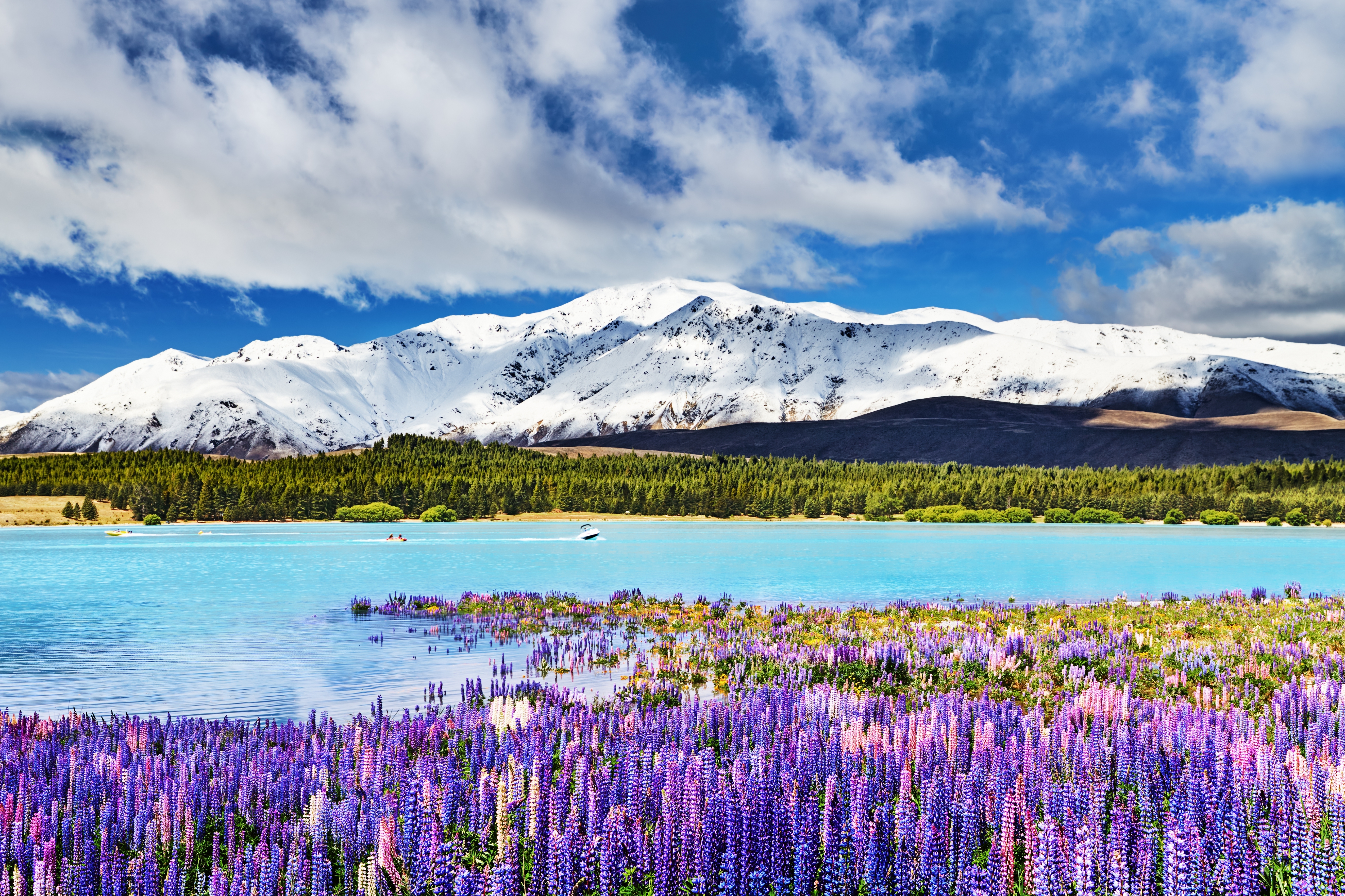 Blomstrende lupiner ved det blå Lake Tekapo med majestætiske bjerge i baggrunden, New Zealand