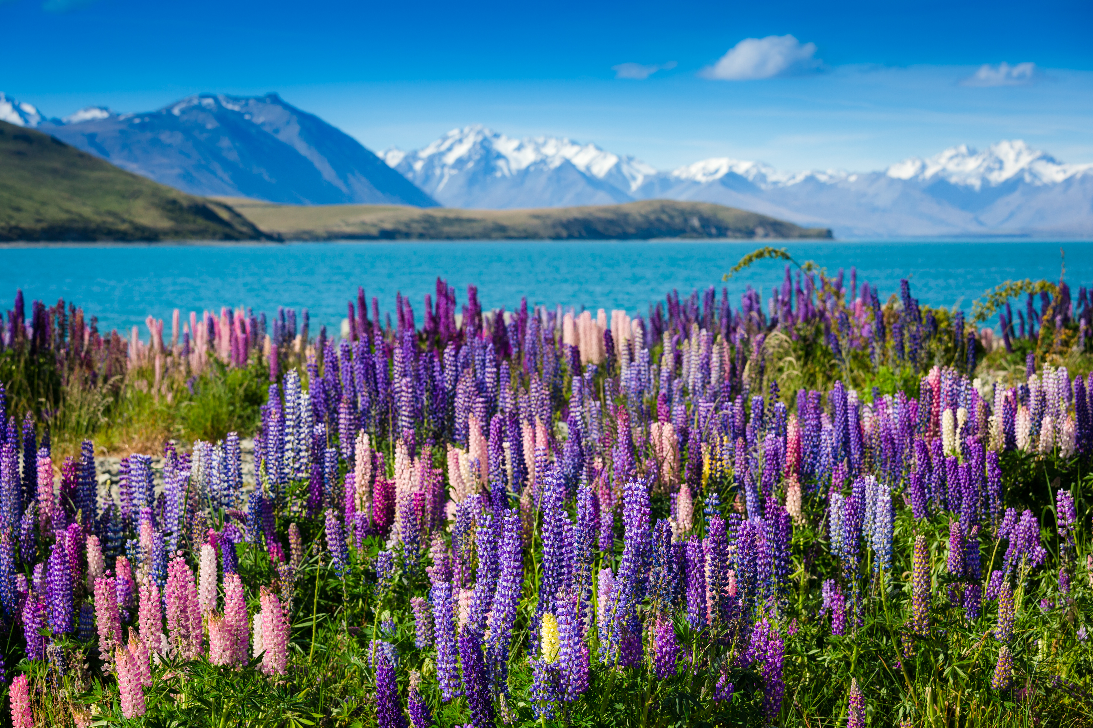Spektakulære lupiner i blomst ved Lake Tekapo med Southern Alps baggrund