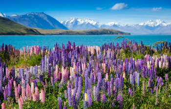 Spektakulære lupiner i blomst ved Lake Tekapo med Southern Alps baggrund