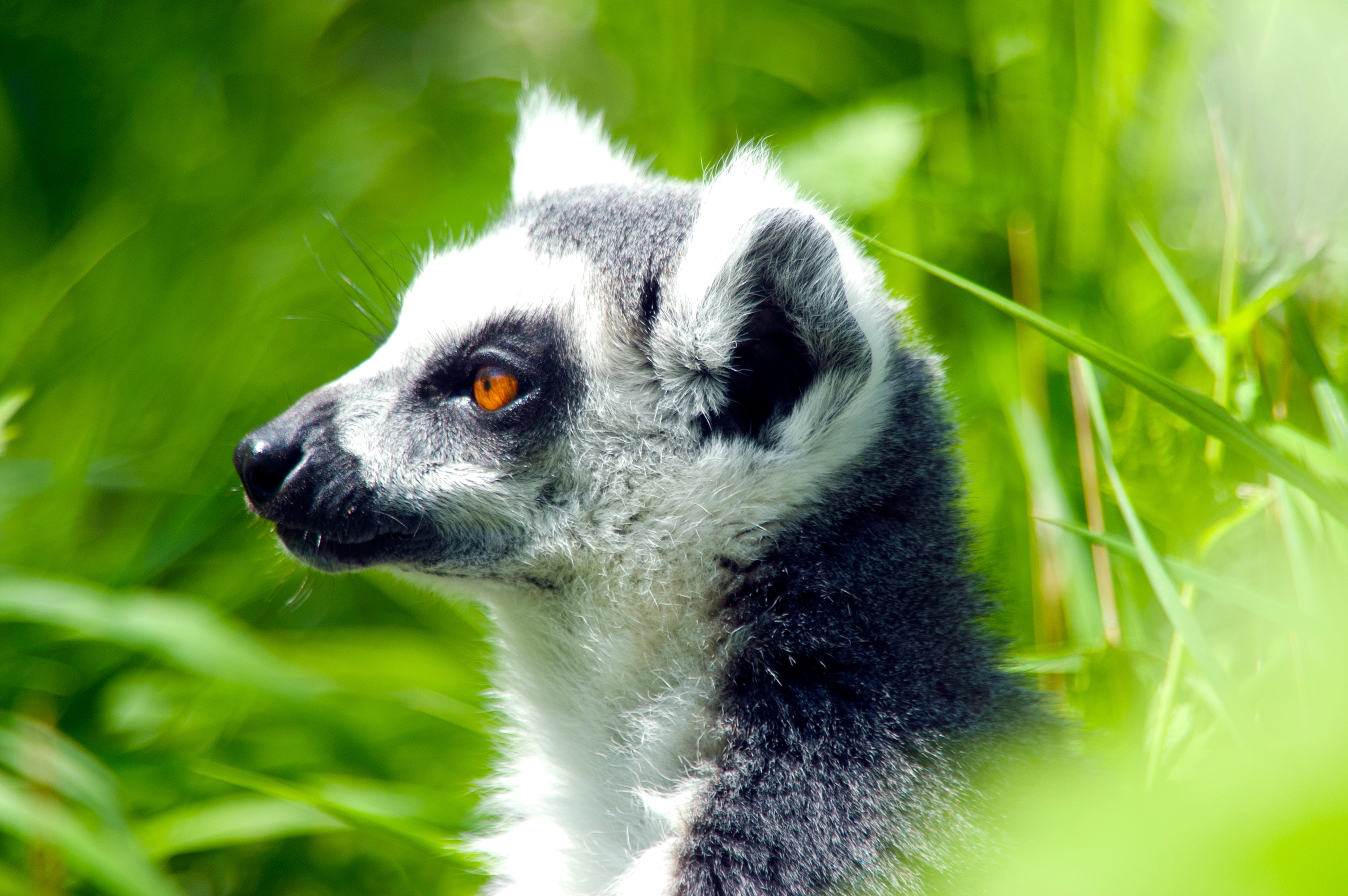 Lemur med orange øjne i Madagascar regnskov under dyresafari