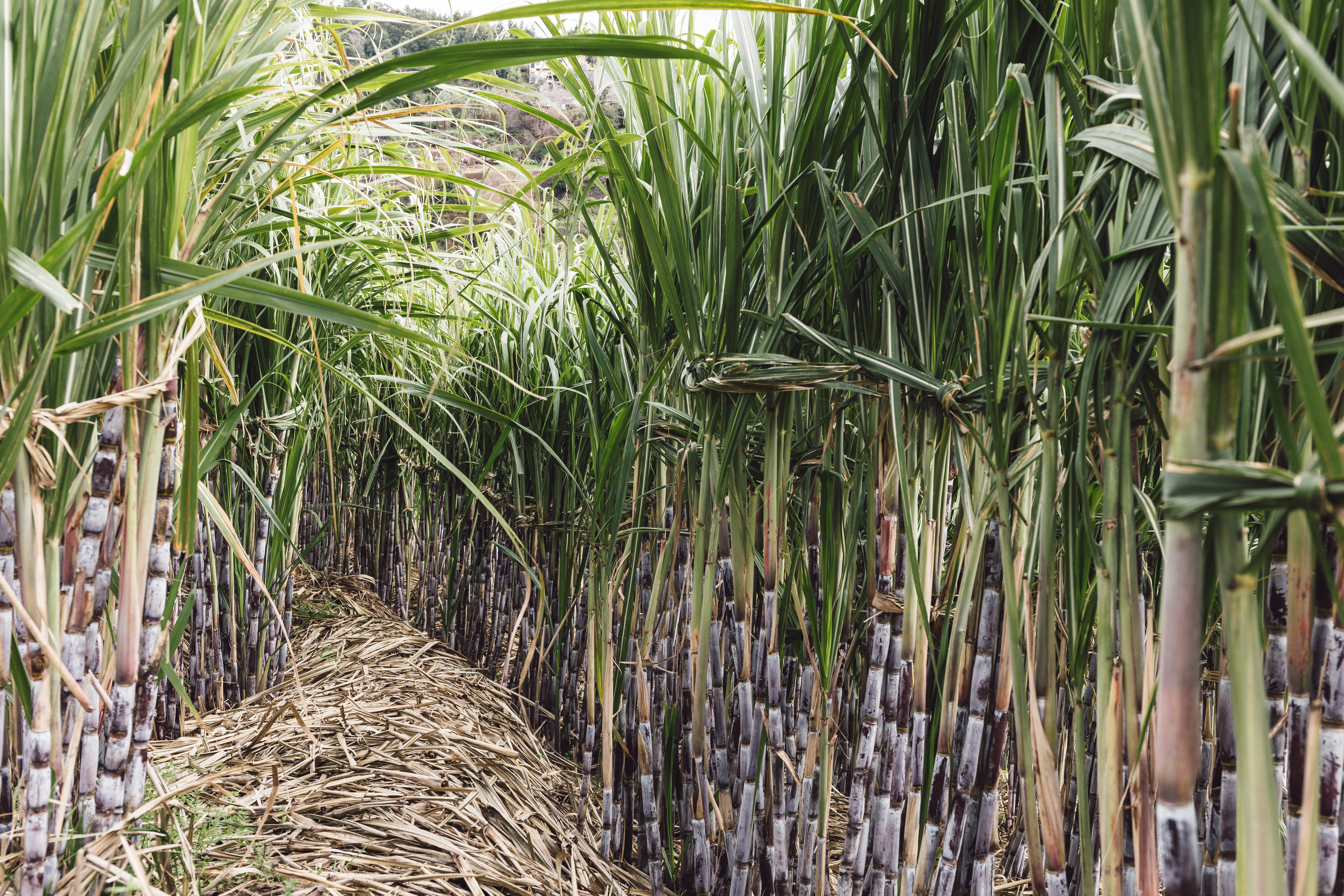 Høje sukkerroer i tæt plantage på Madeira, Portugal, omgivet af grøn natur