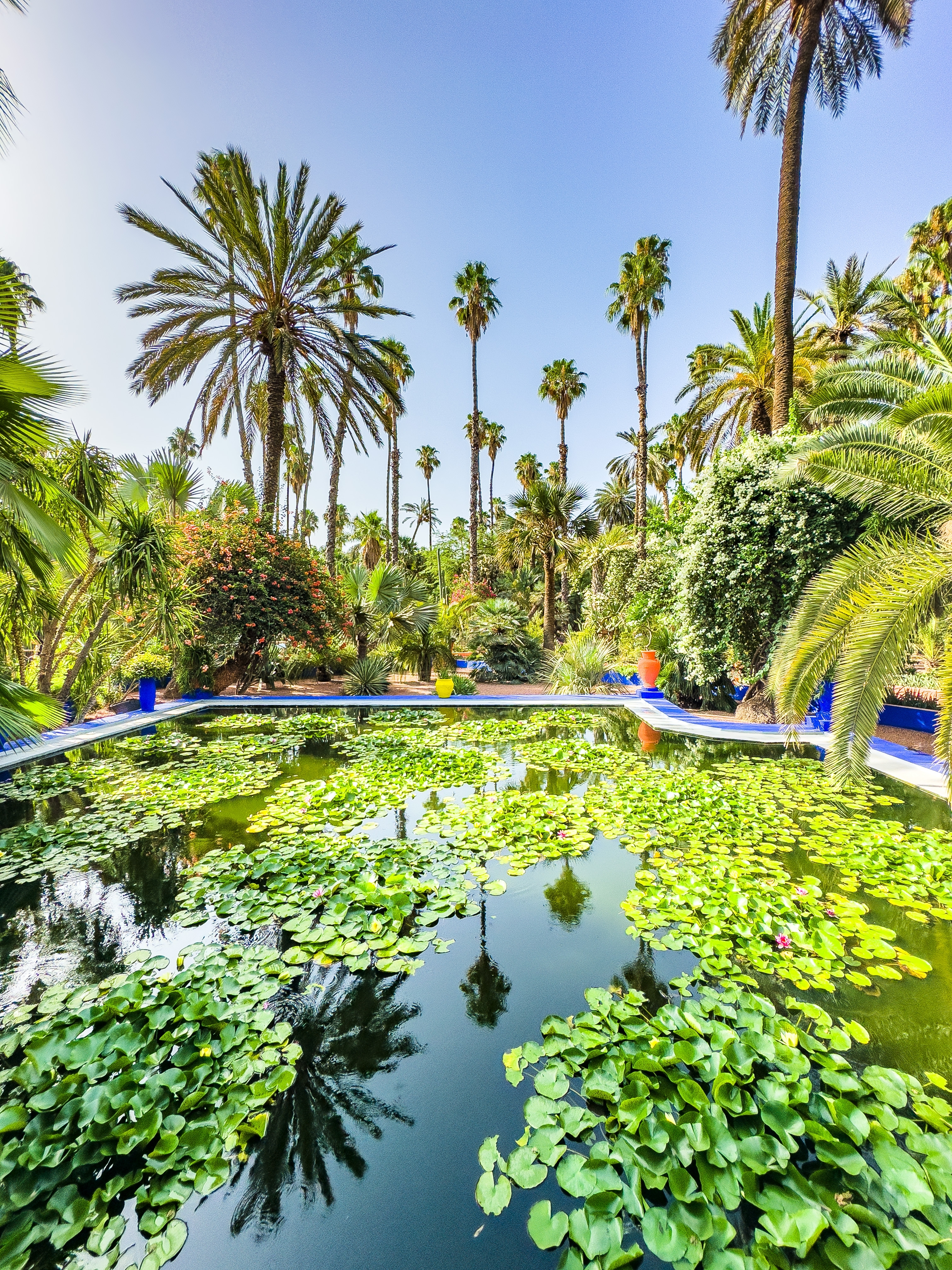 Tropisk åkandedamm med palmer og grøn vegetation i den smukke Majorelle Have i Marrakech, Marokko
