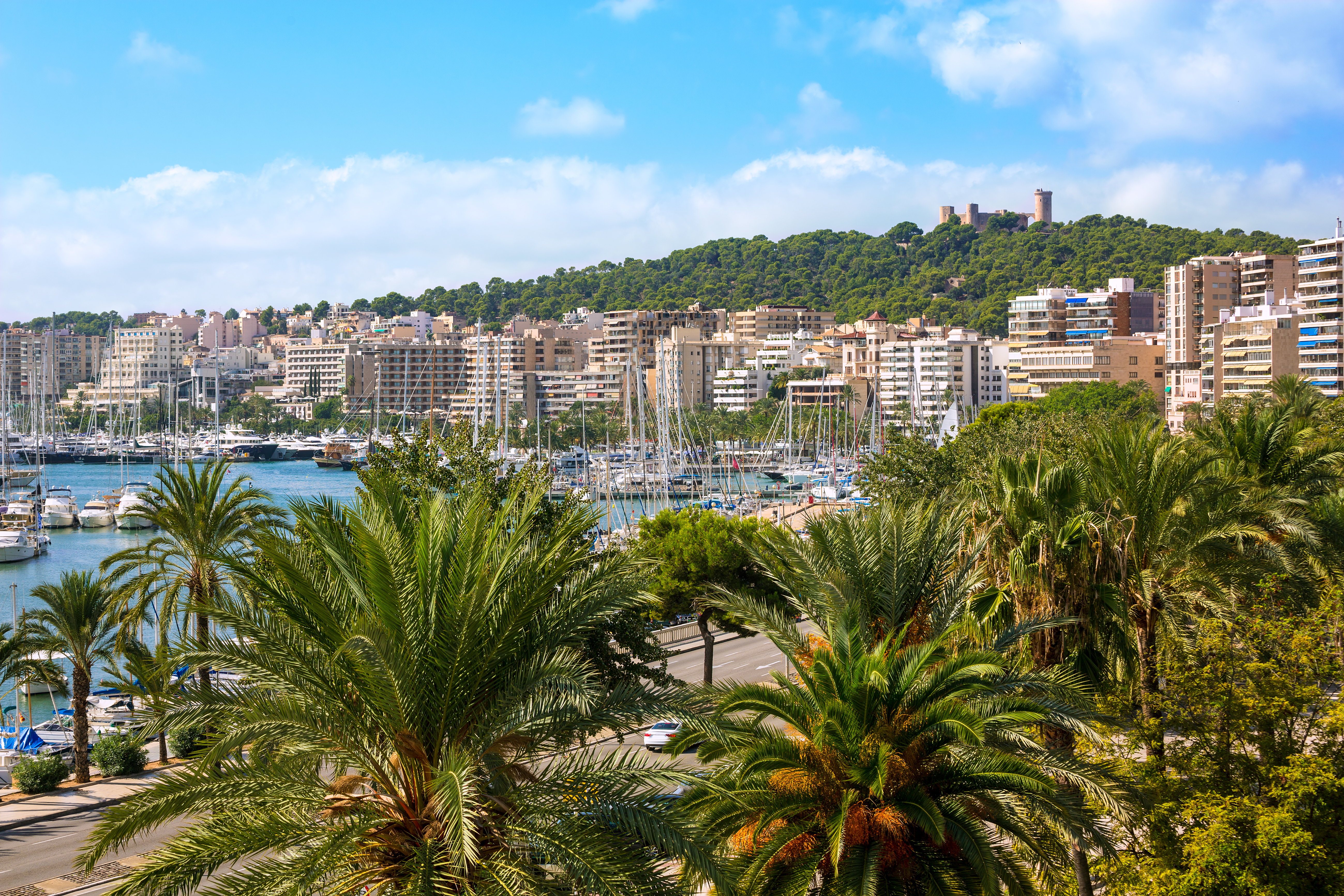 Palmerne ved Palma marina på Mallorca med udsigt til Bellver Slot og Middelhavets blå vande