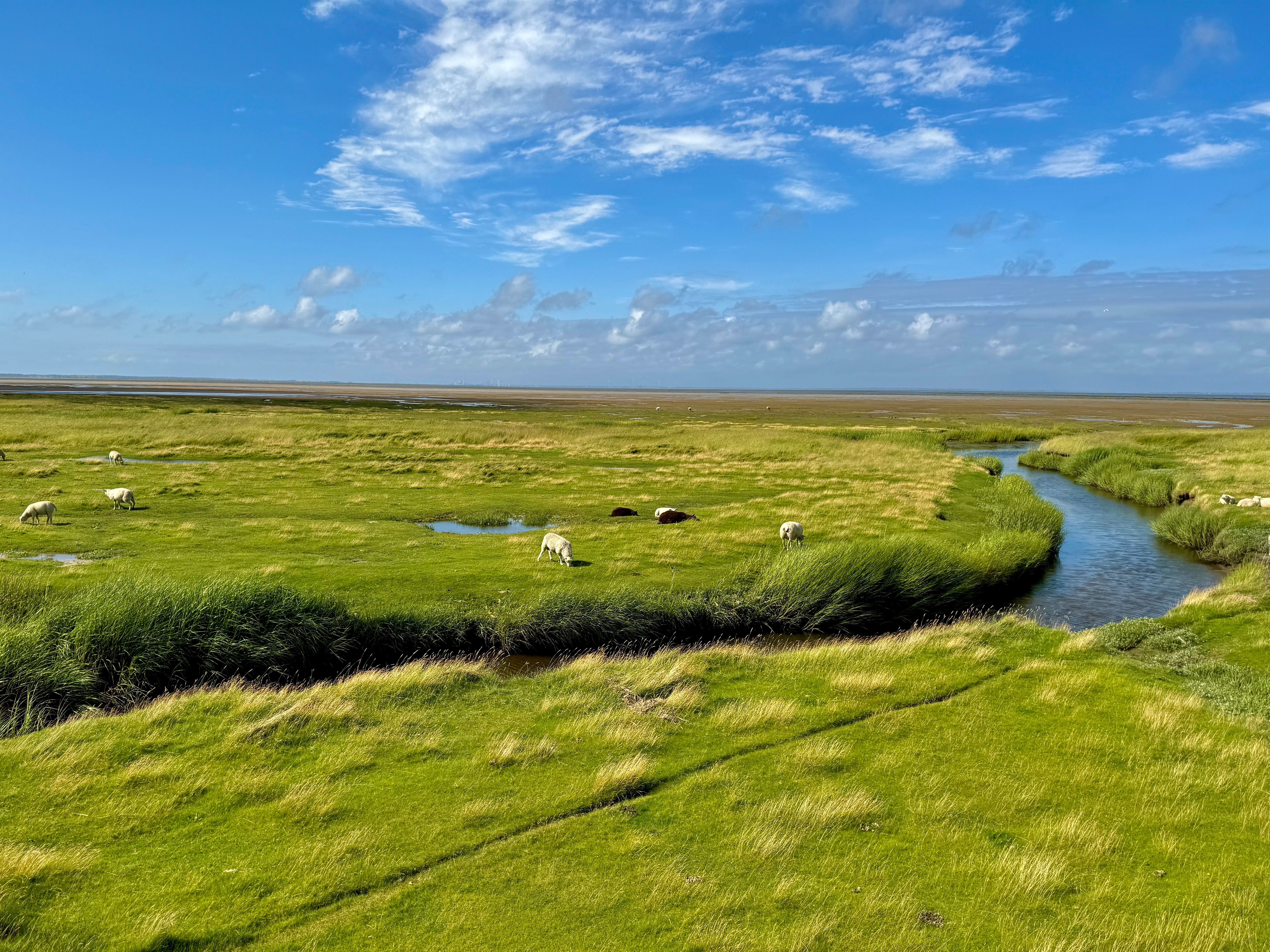 Malerisk udsigt over Mandøs grønne enge med græssende får og blå vandløb i Vadehavet Nationalpark