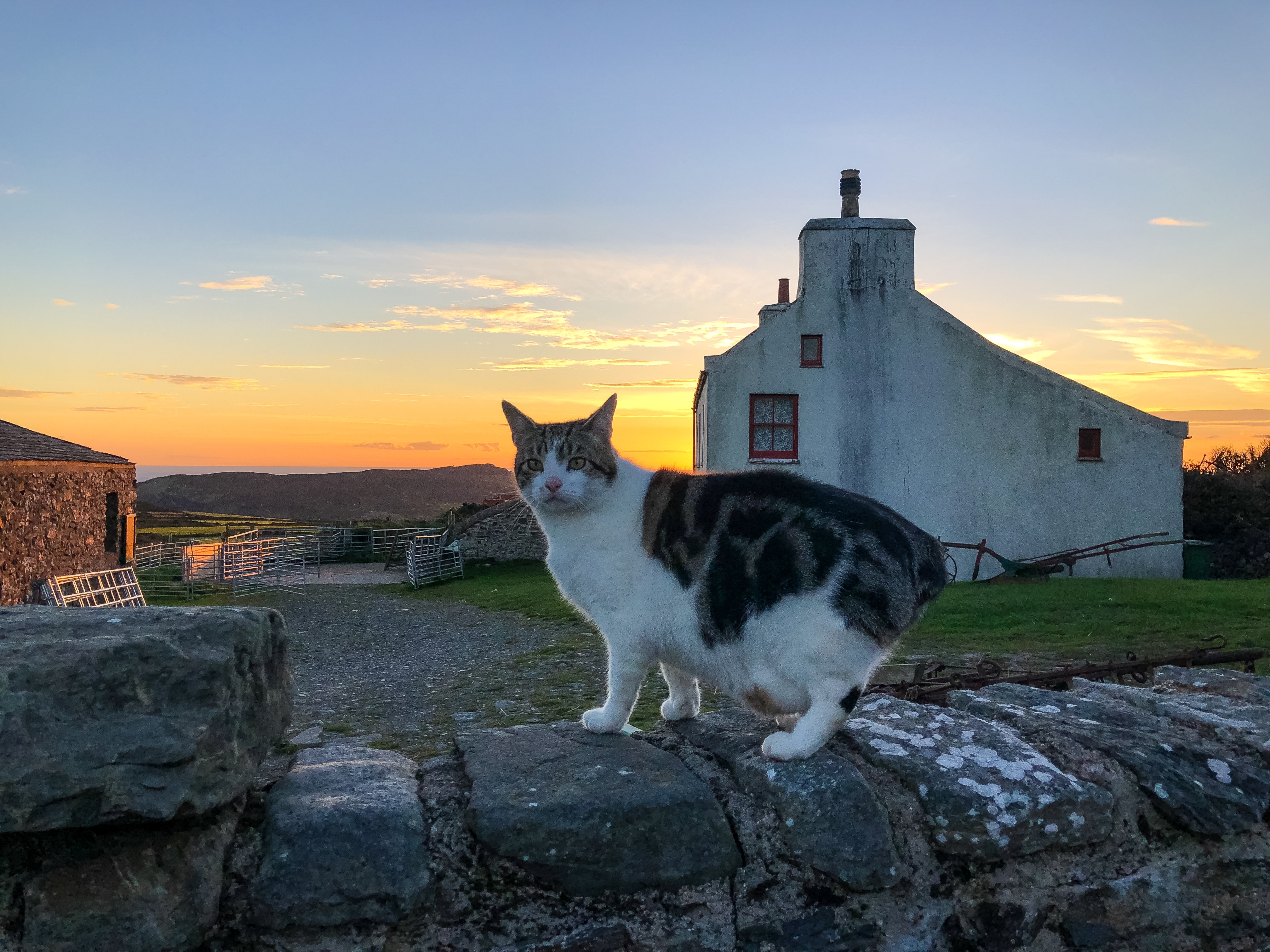 Manx kat på stenmur i det traditionelle Cregneash på Isle of Man
