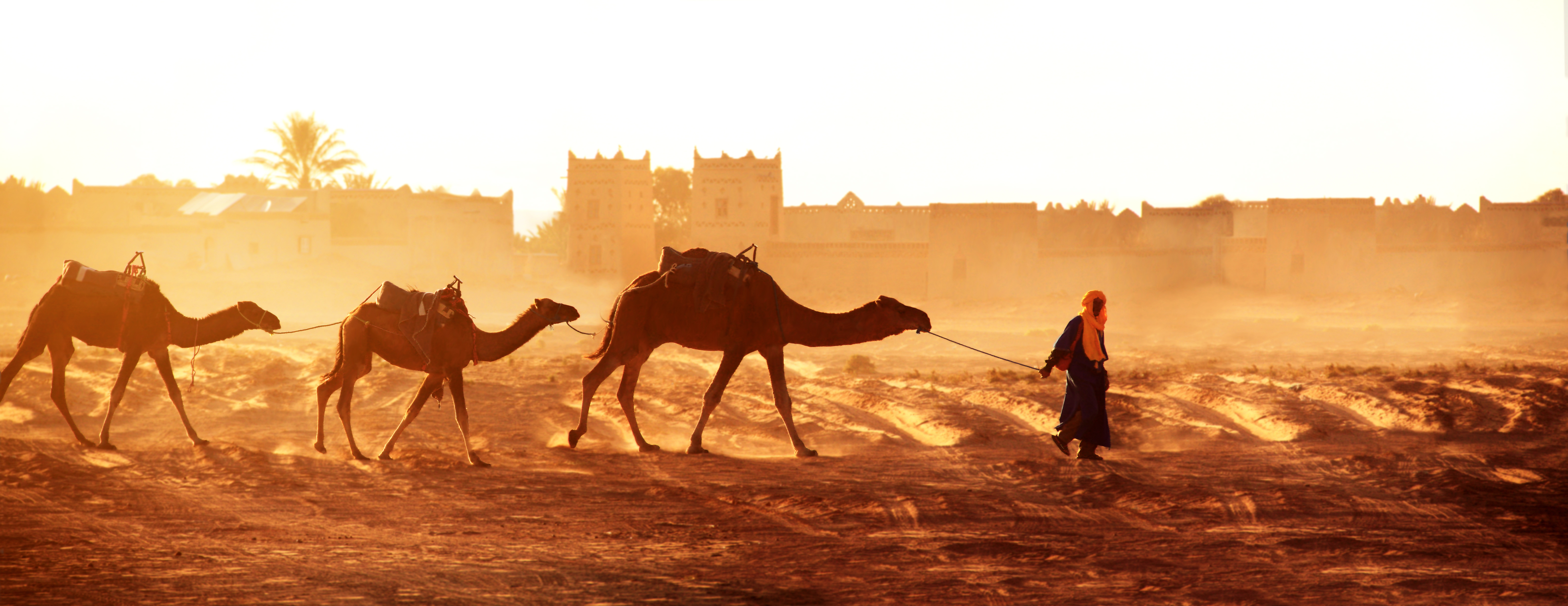 Kameltur i Marokkos Sahara-ørken med lokal guide der leder tre kameler mod historisk ørkenby i det gyldne aftenlys