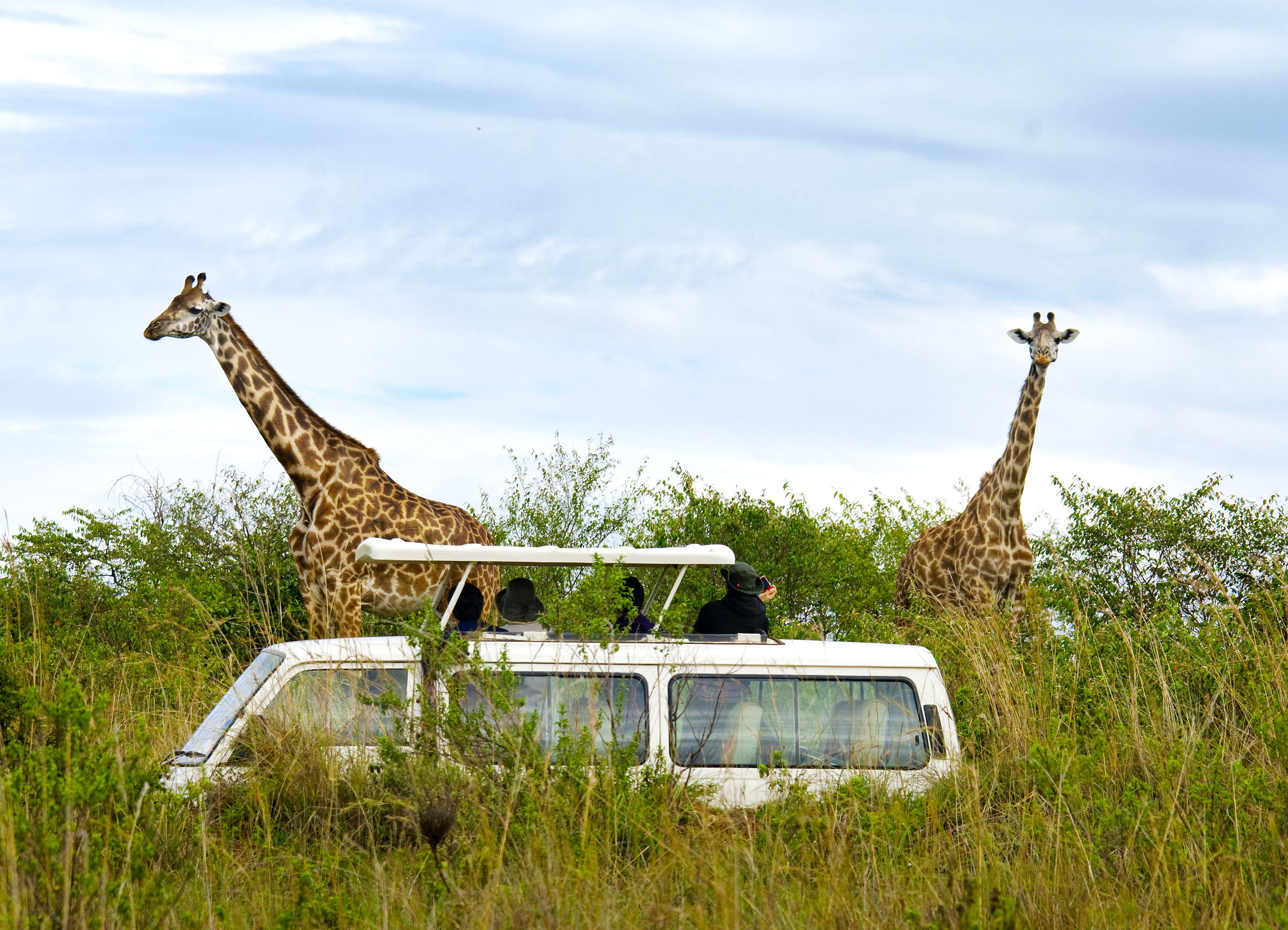 Giraffer ved safaribil i Masai Mara Kenya Afrika