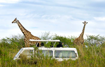 Giraffer ved safaribil i Masai Mara Kenya Afrika