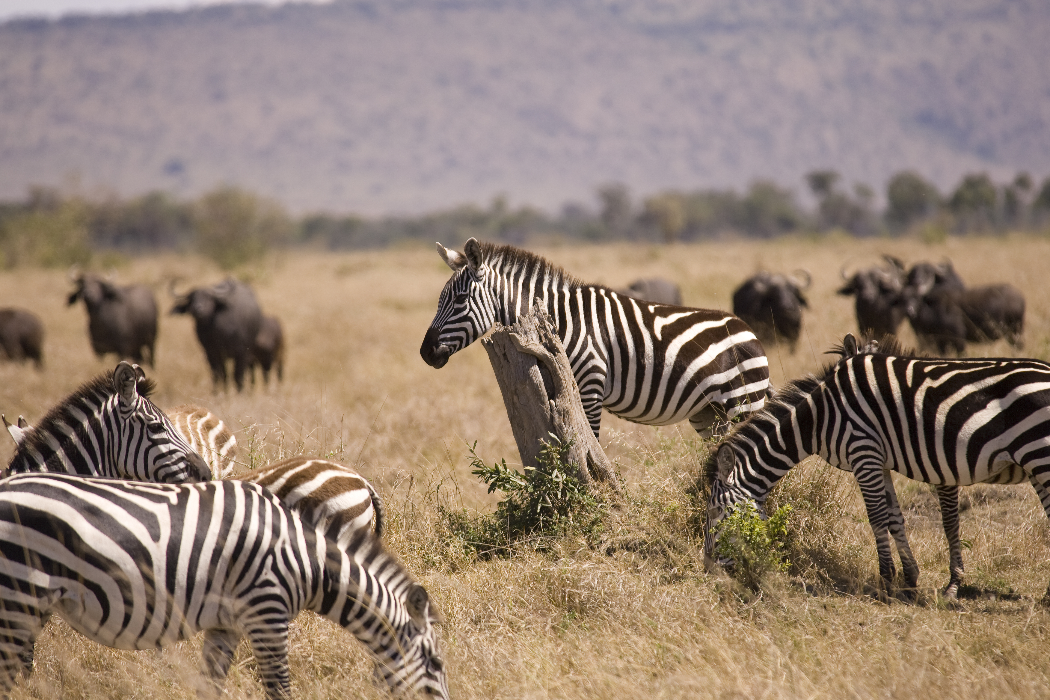 Zebraer og elefanter på safari i Masai Mara under den store migration i Kenya
