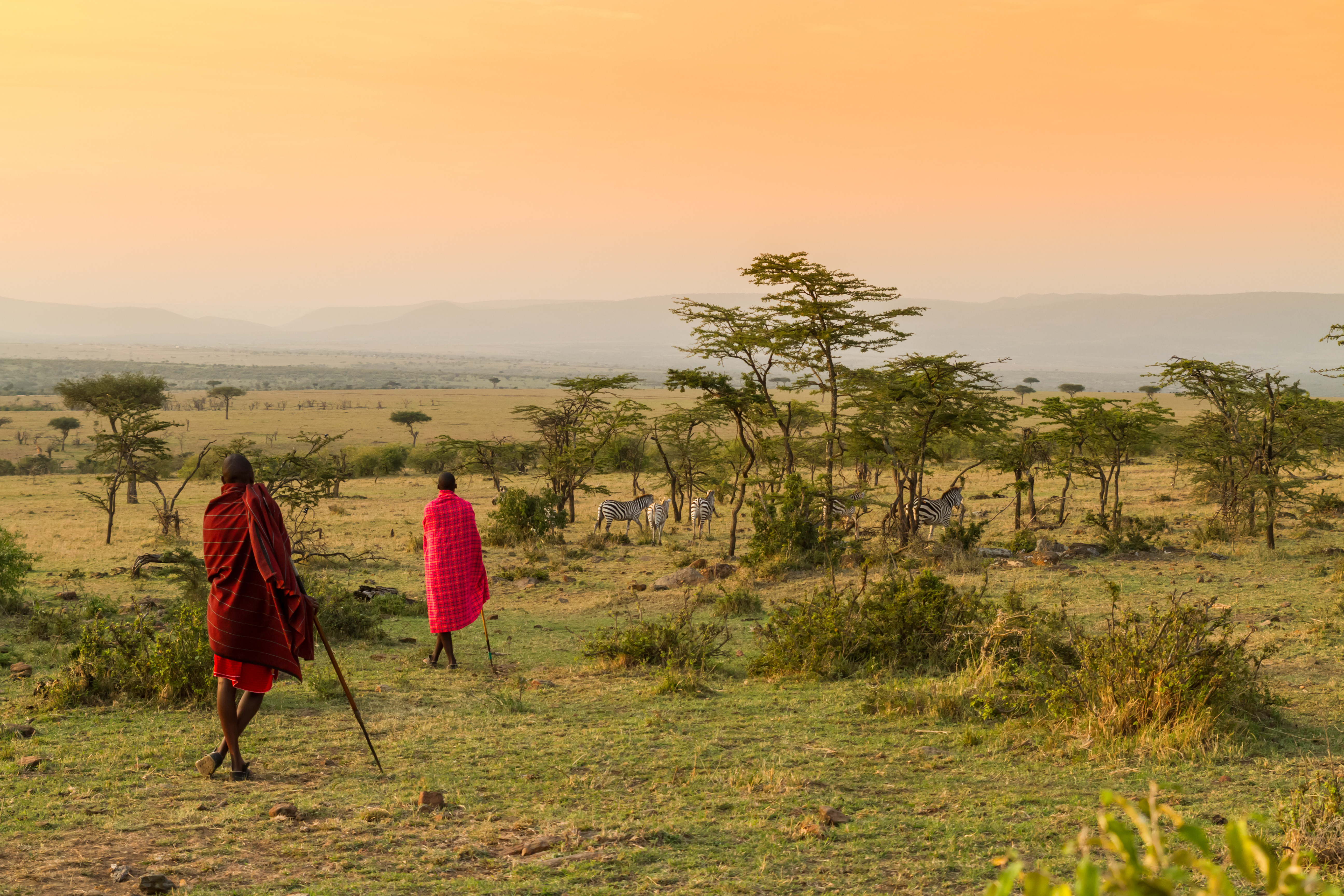 To masaikrigere i karakteristiske røde kapper går på savannen i Kenya med zebraer og akacietræer under en gyldent farvet aftenhimmel i Masai Mara