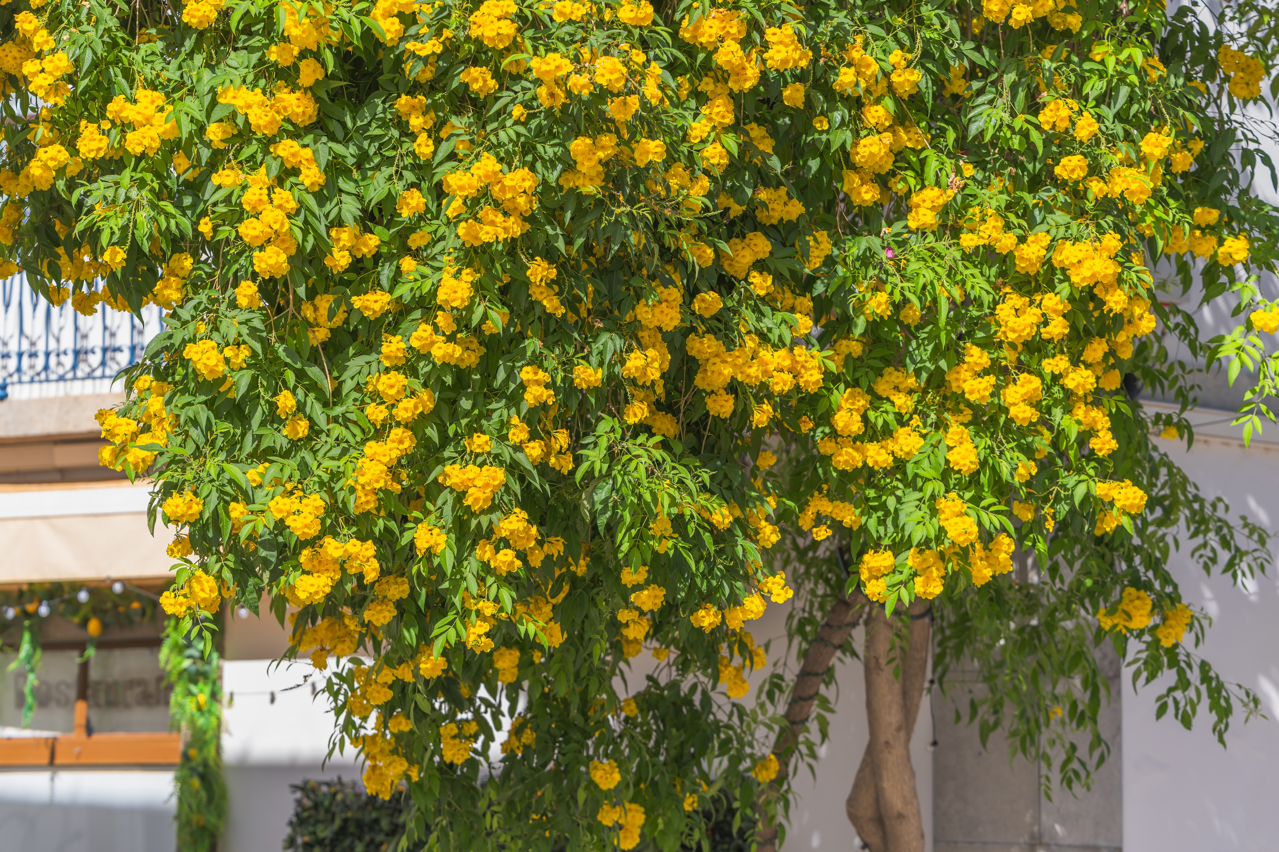 Mediterran have med gule blomster i Portugal rejseoplevelse