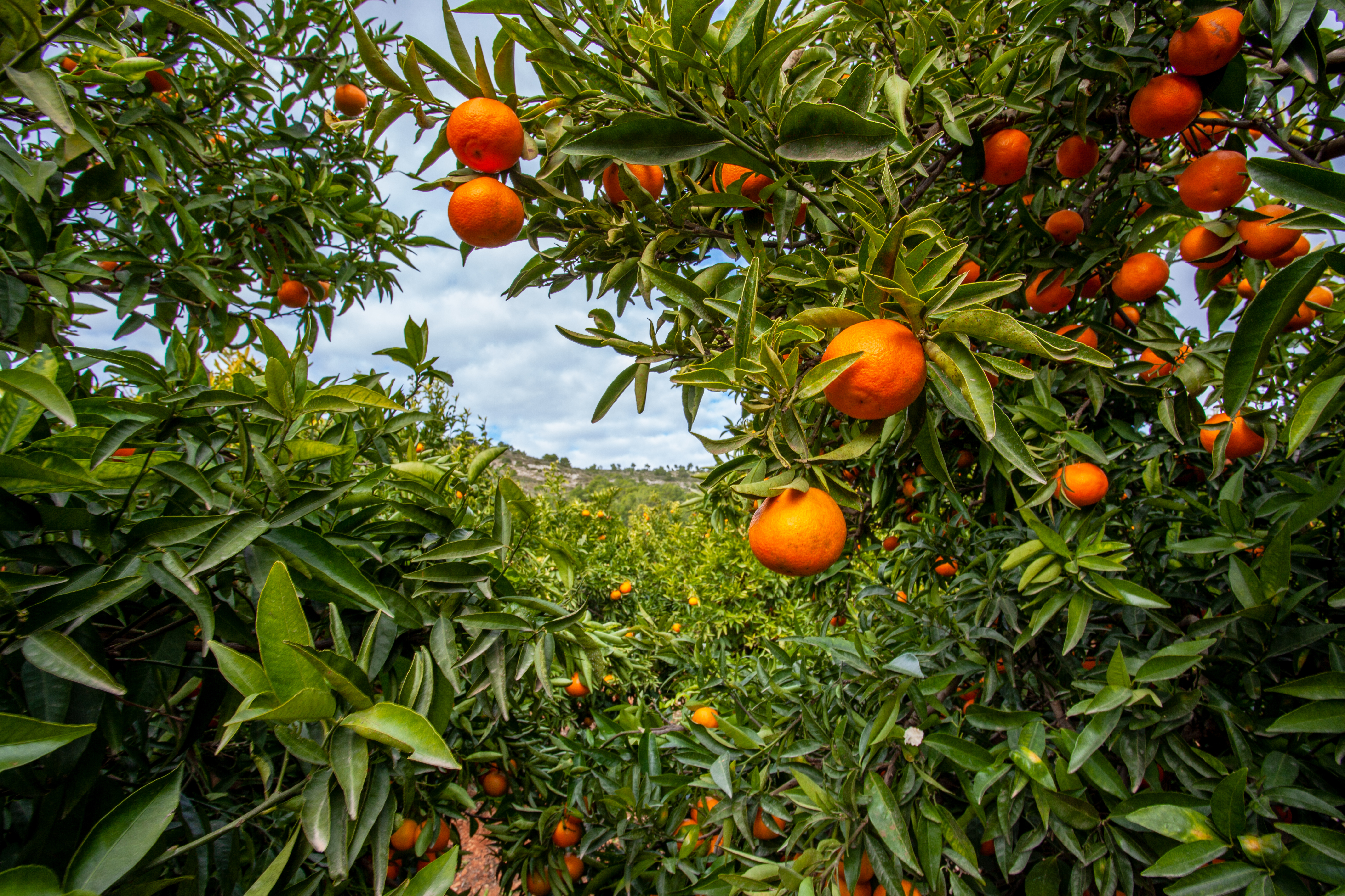 Mediterran orangelund med modne citrusfrugter på grønne træer