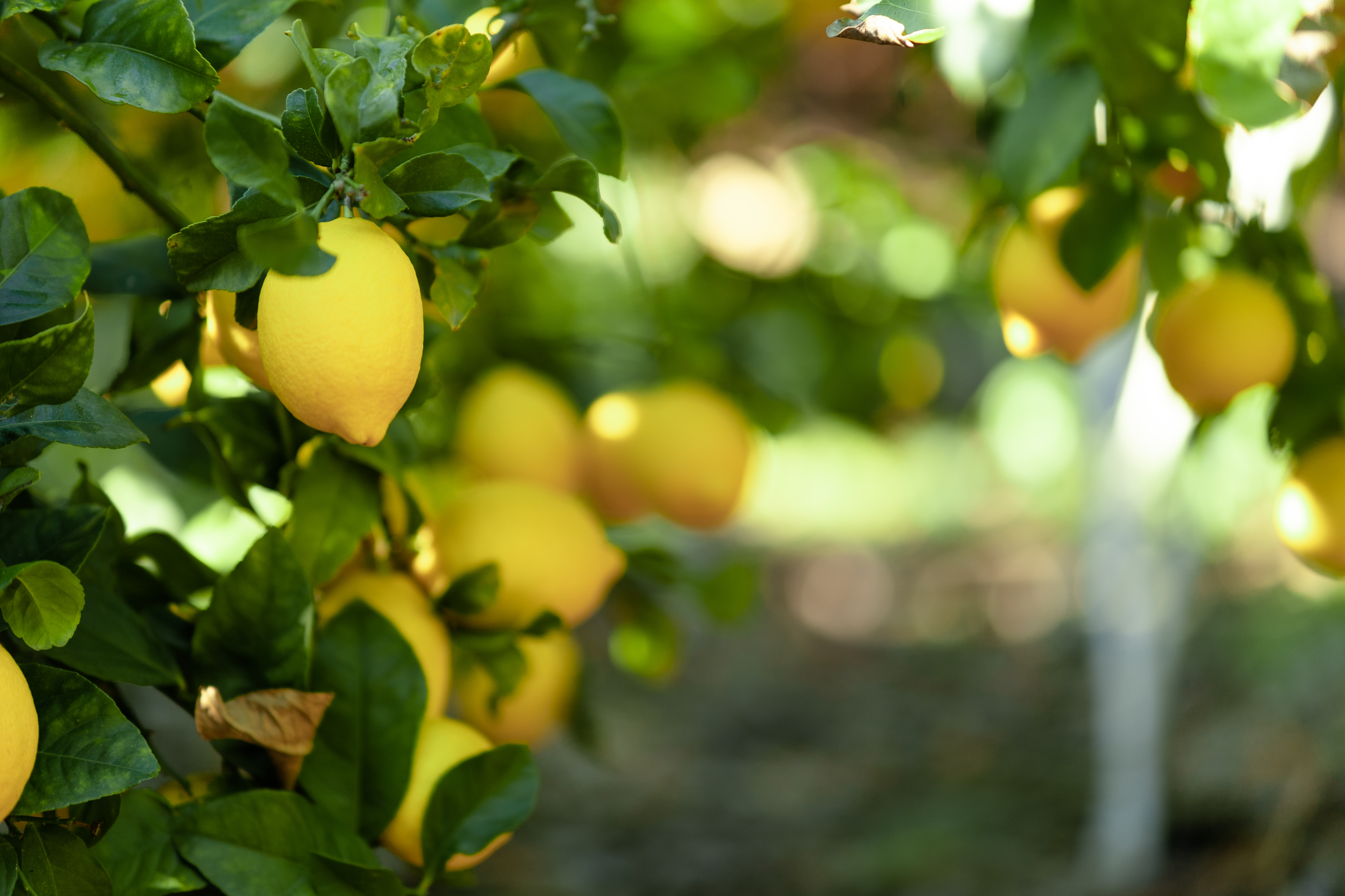 Citronhave med modne frugter under middelhavssol