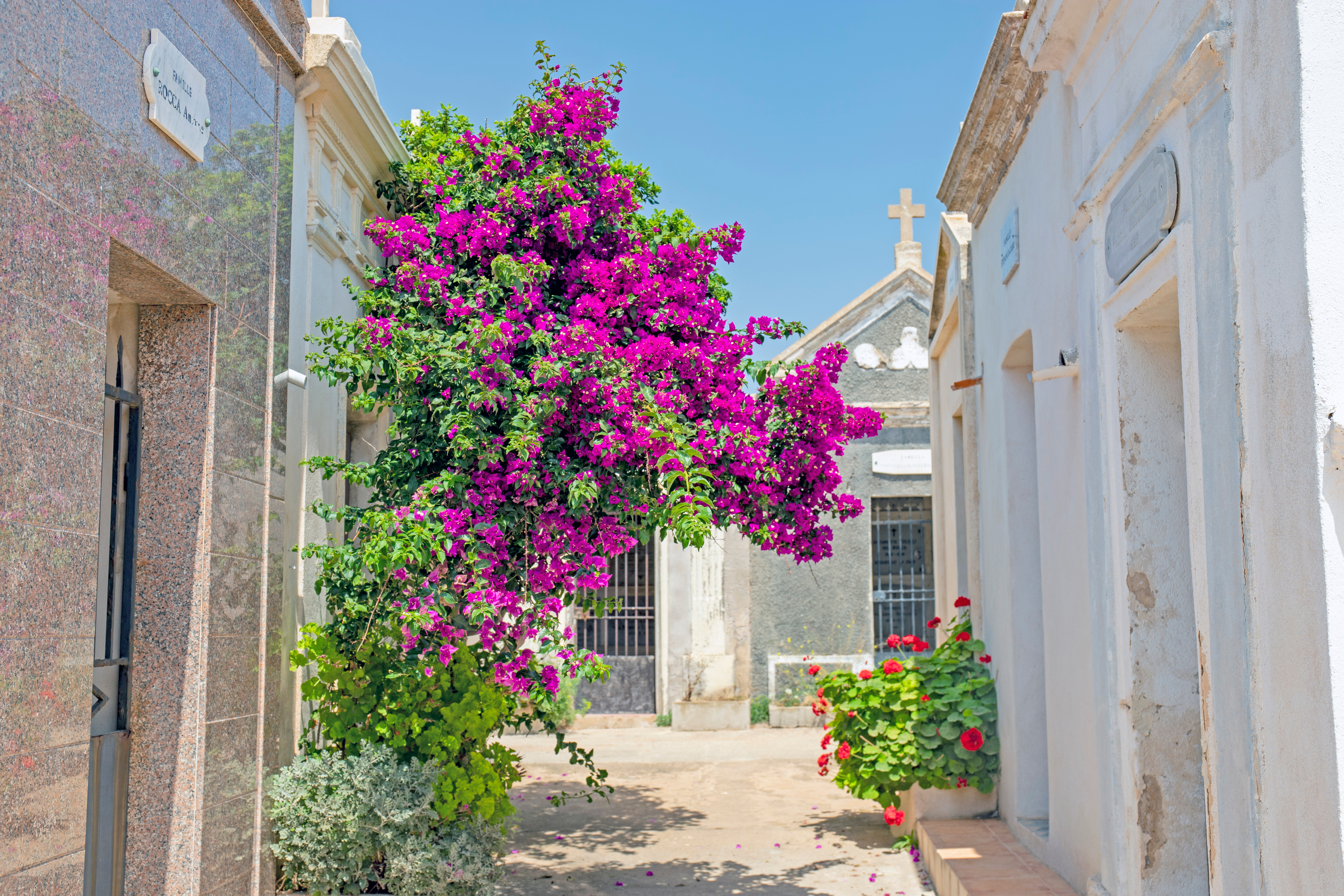 Fredelig kirkegård med farverige bougainvillea blomster i Bonifacio, Corsica