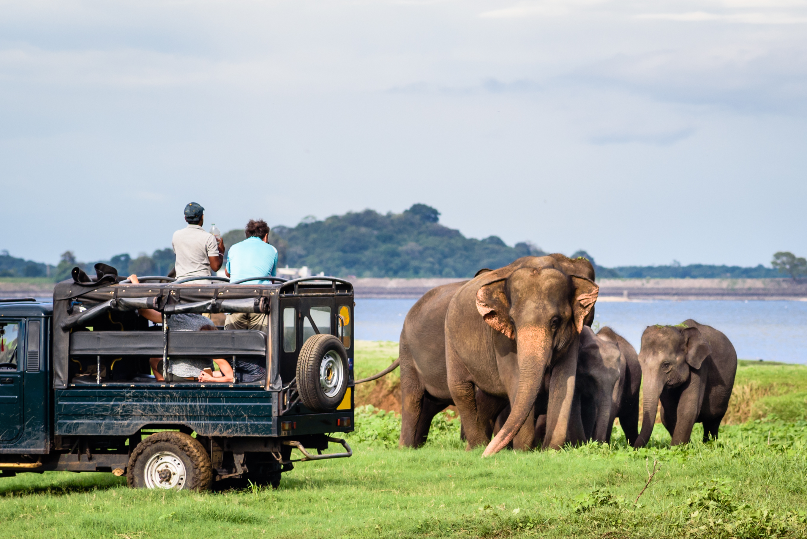 Elefantfamilie i Minneriya Nationalpark i Sri Lanka, hvor moren beskytter sine unger fra en jeep.