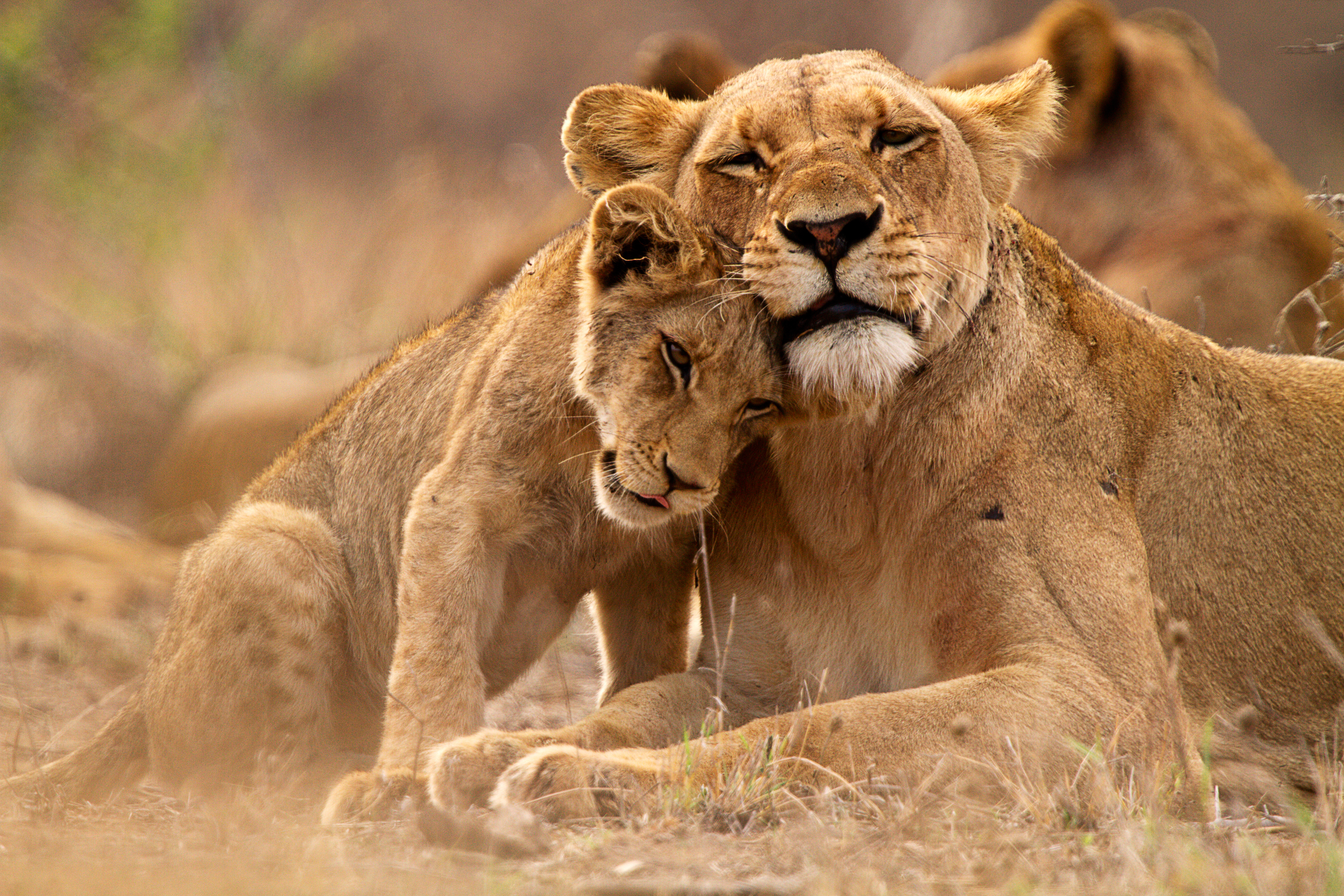 Moderløve med sine unger på autentisk Afrika safari rejse