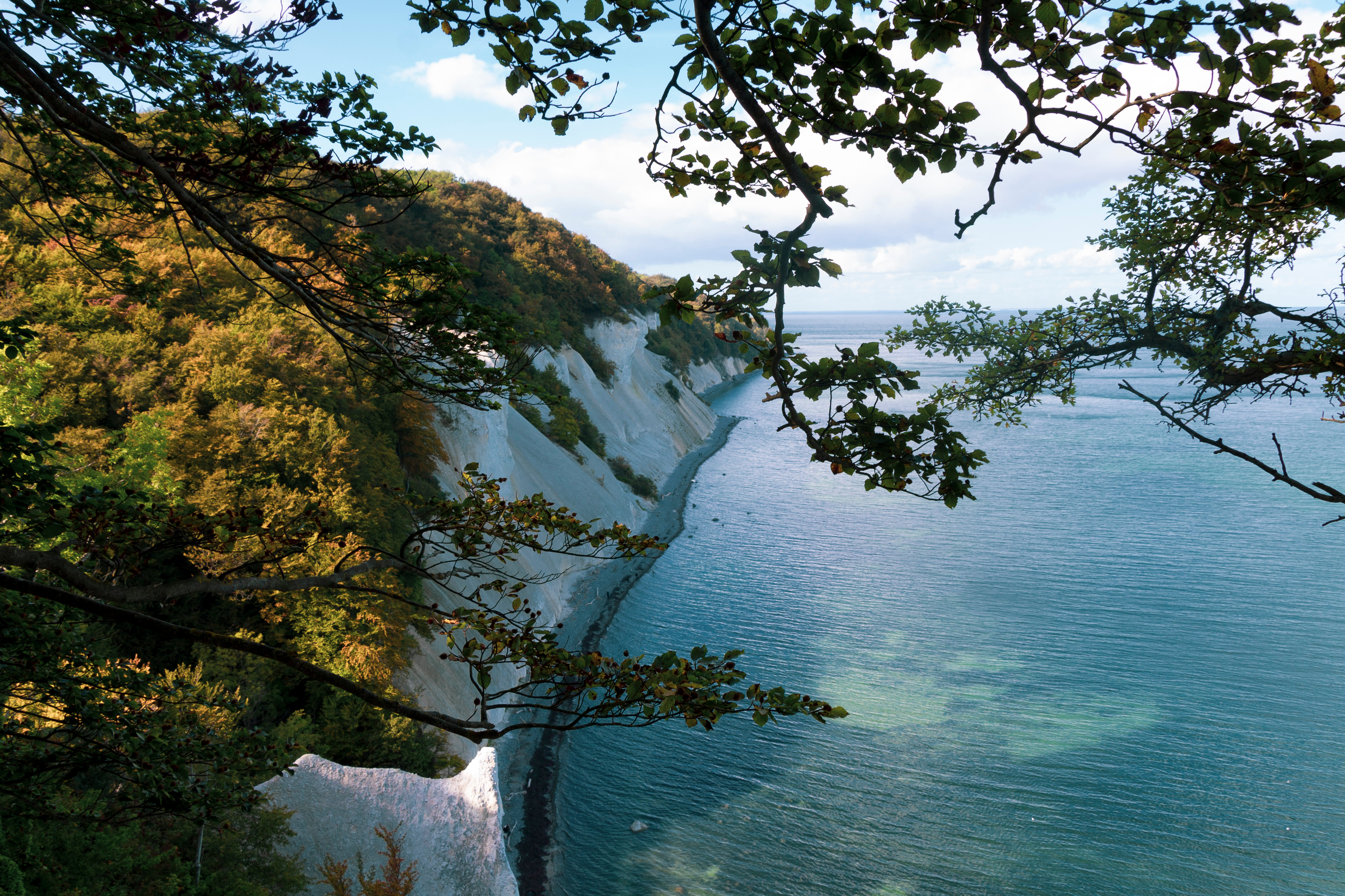 Majestetiske hvide kridtklipper ved Møns Klint med turkisblåt vand set gennem den grønne skov