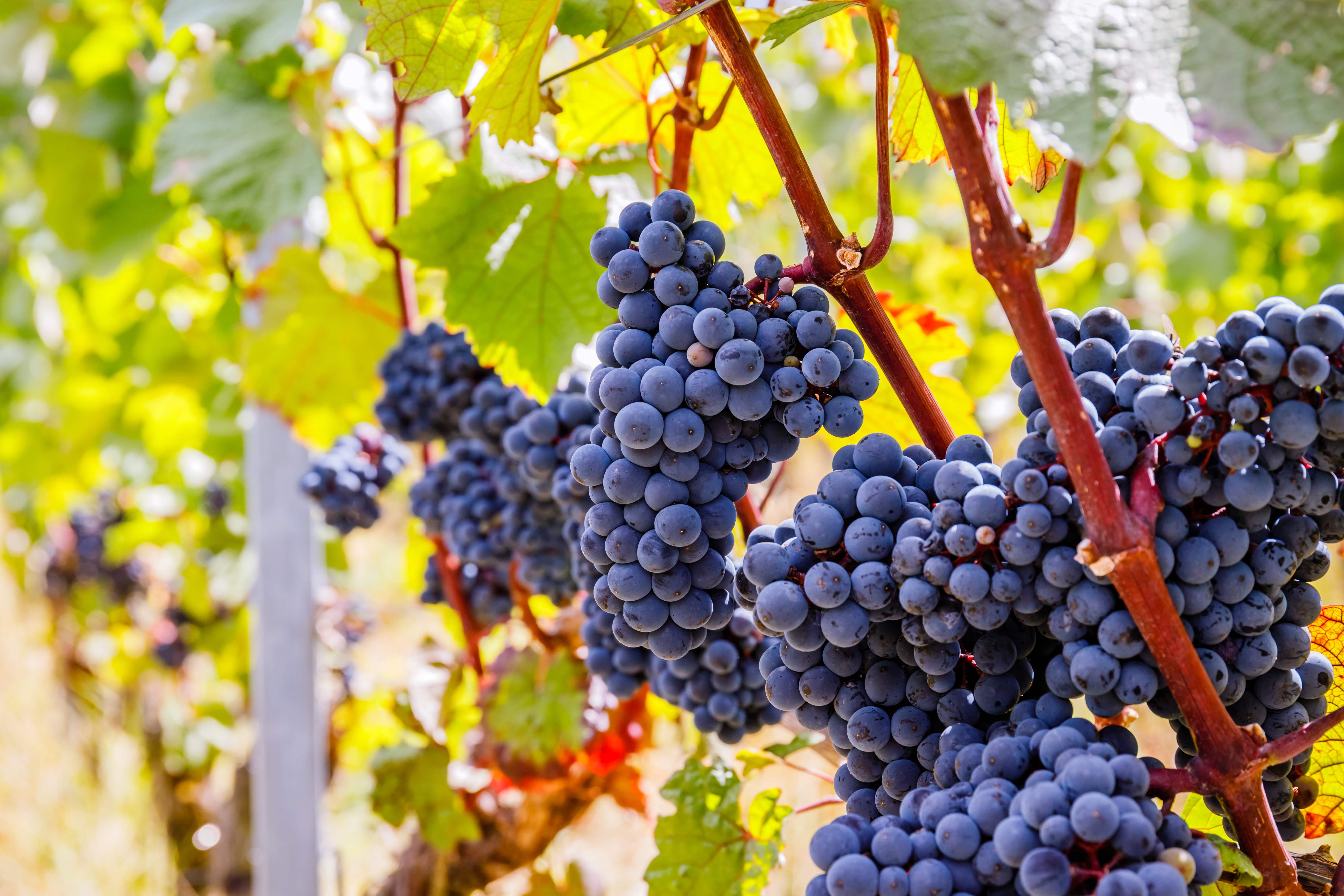 Modne mørke vinbær i cabernet-klaser på en tysk vinmark