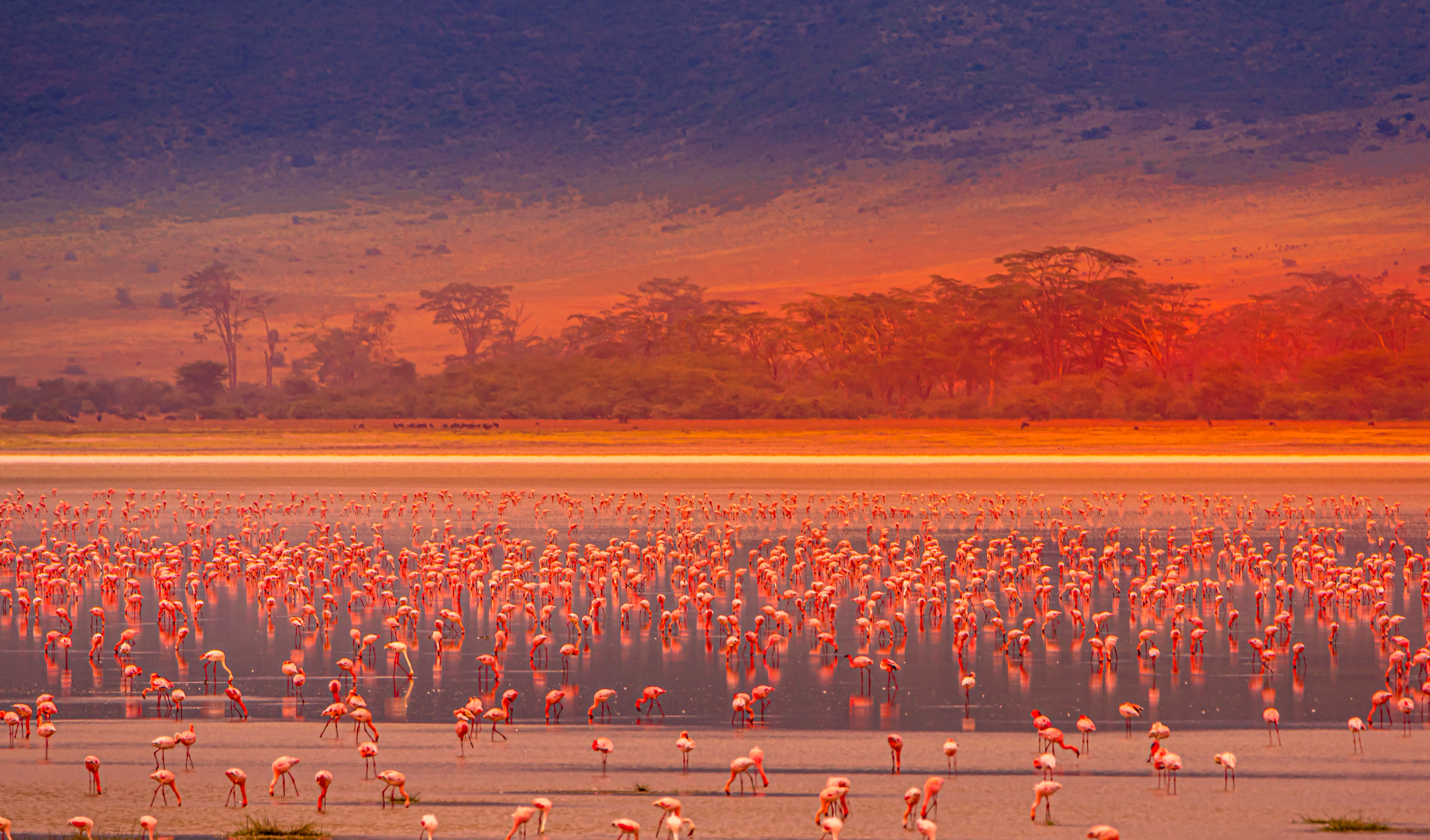 Magisk solnedgang med flamingos i Tanzania - perfekt safari oplevelse med vild natur