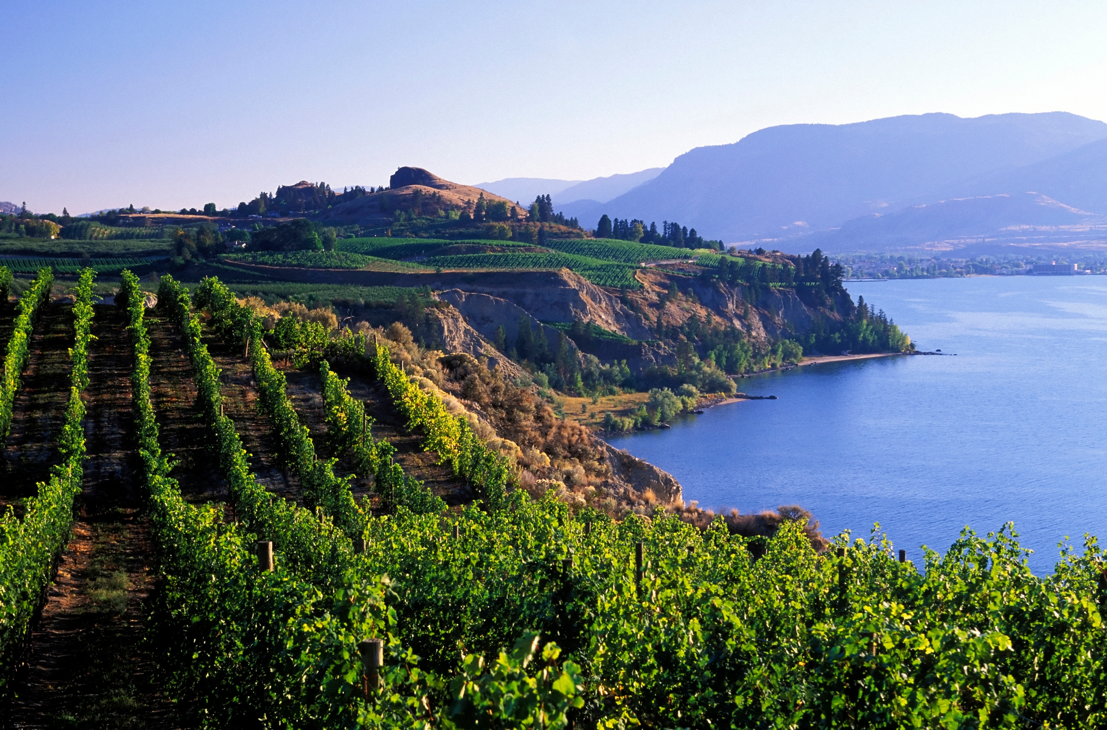 Fantastisk udsigt over vingårde og Okanagan Lake fra Naramata Bench i Penticton, Canada
