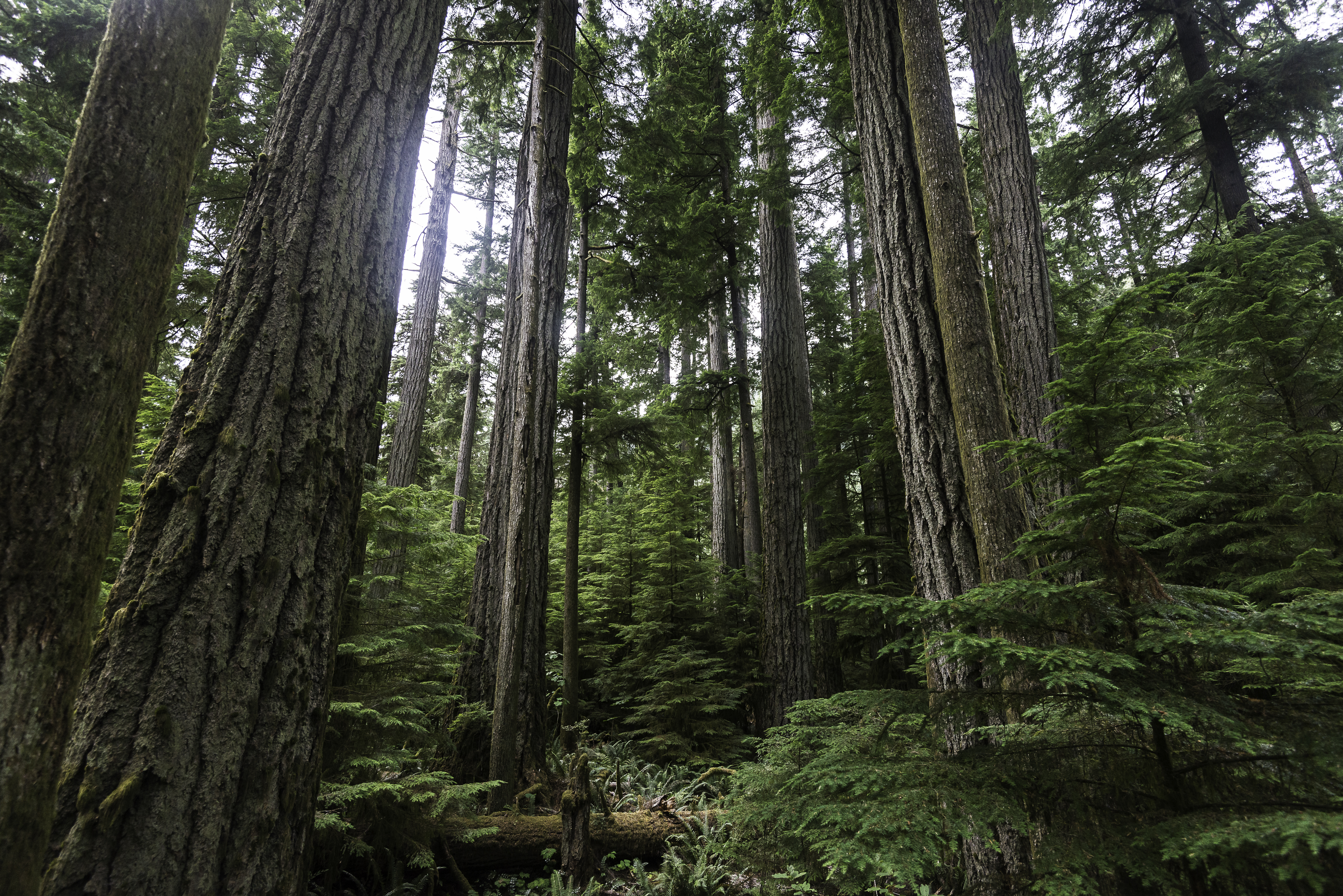 Fredede cederskove i naturpark med frodig underskov på Vancouver Island