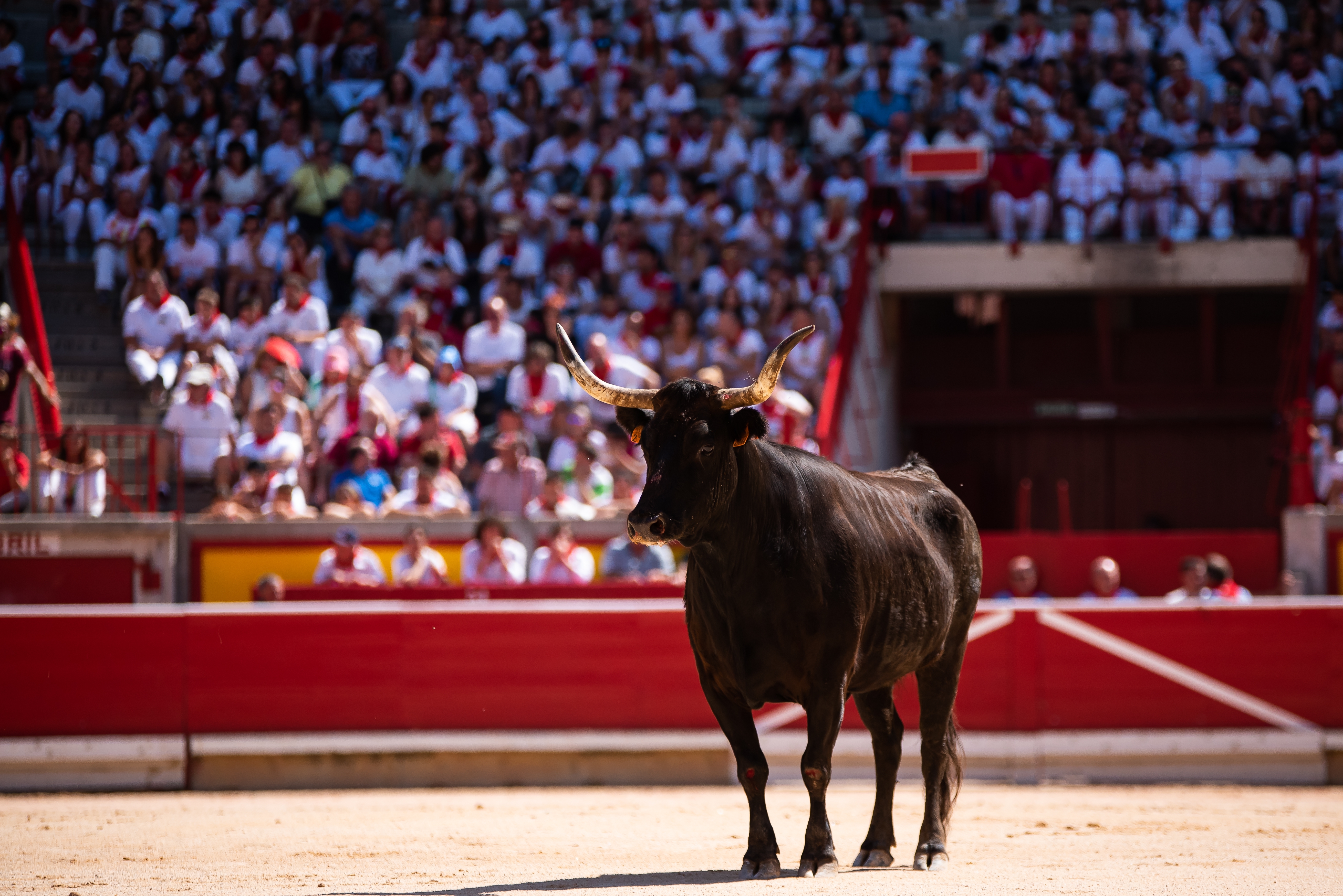 Det berømte tyreløb i Pamplona, Navarra-regionen, hvor deltagere i hvidt tøj med røde tørklæder løber foran tyre under San Fermín festen