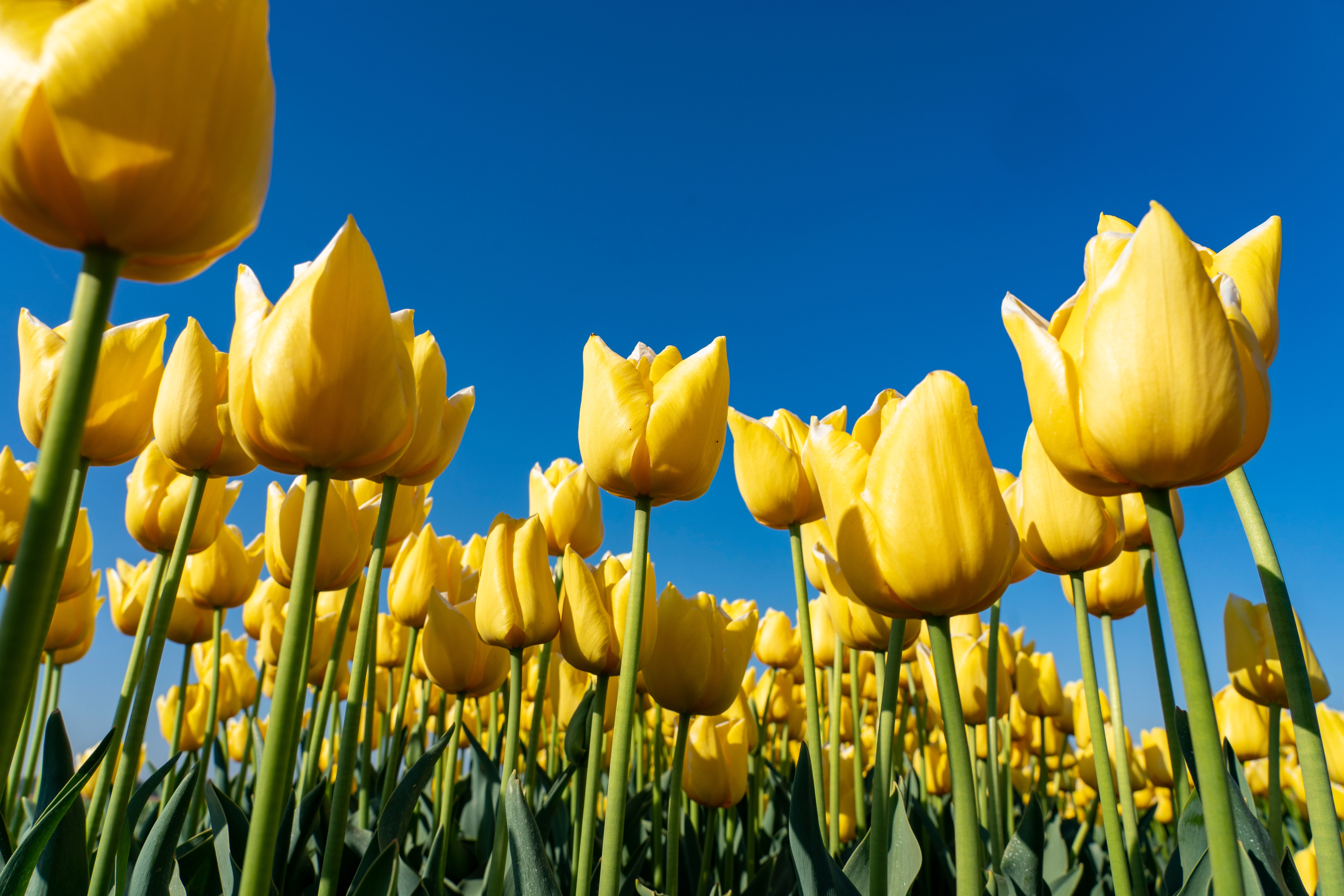 Karakteristiske gule tulipaner i de nederlandske blomsterenge om foråret