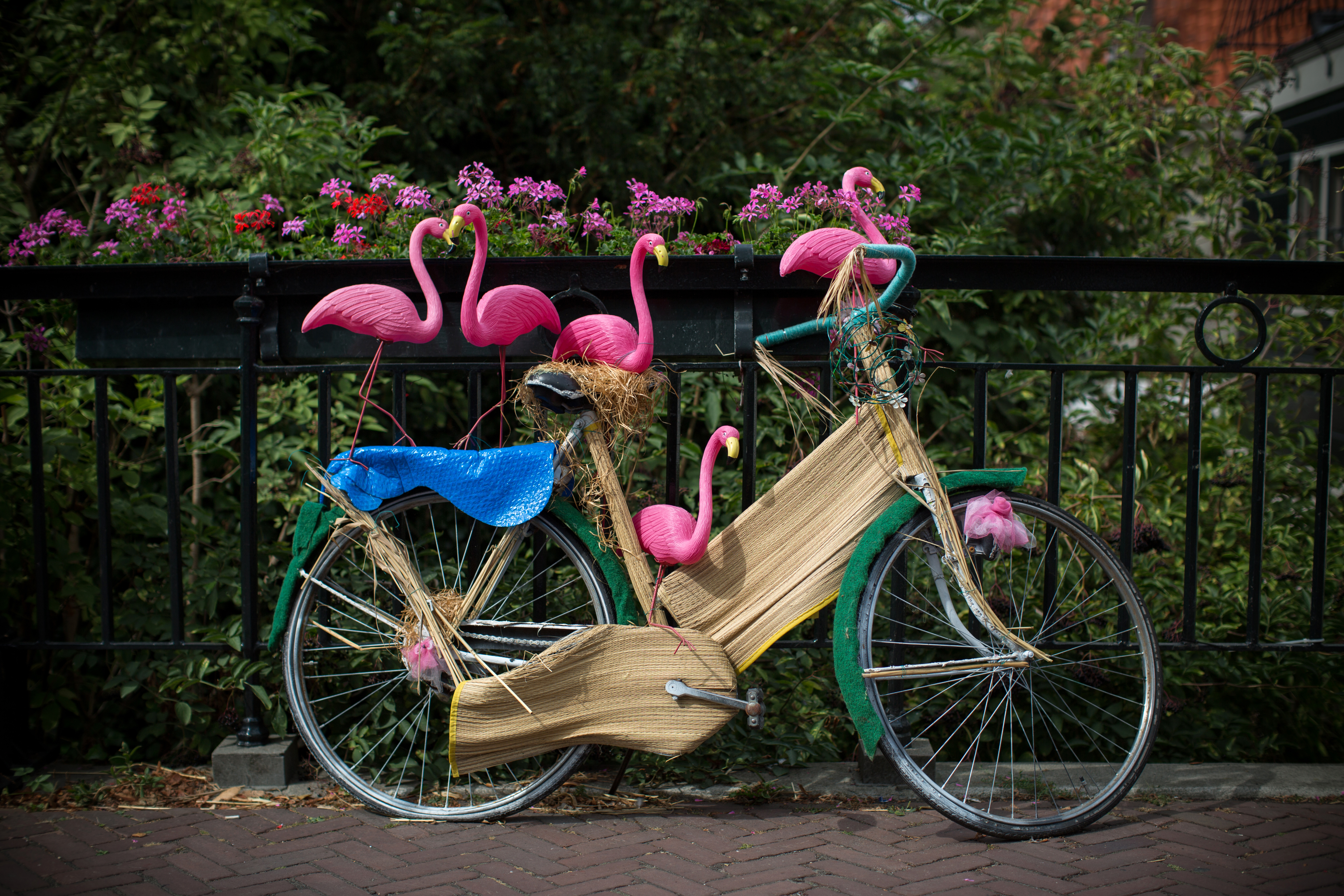 Nederlandsk cykel med lyserøde flamingo figurer ved smuk kanalbro om sommeren