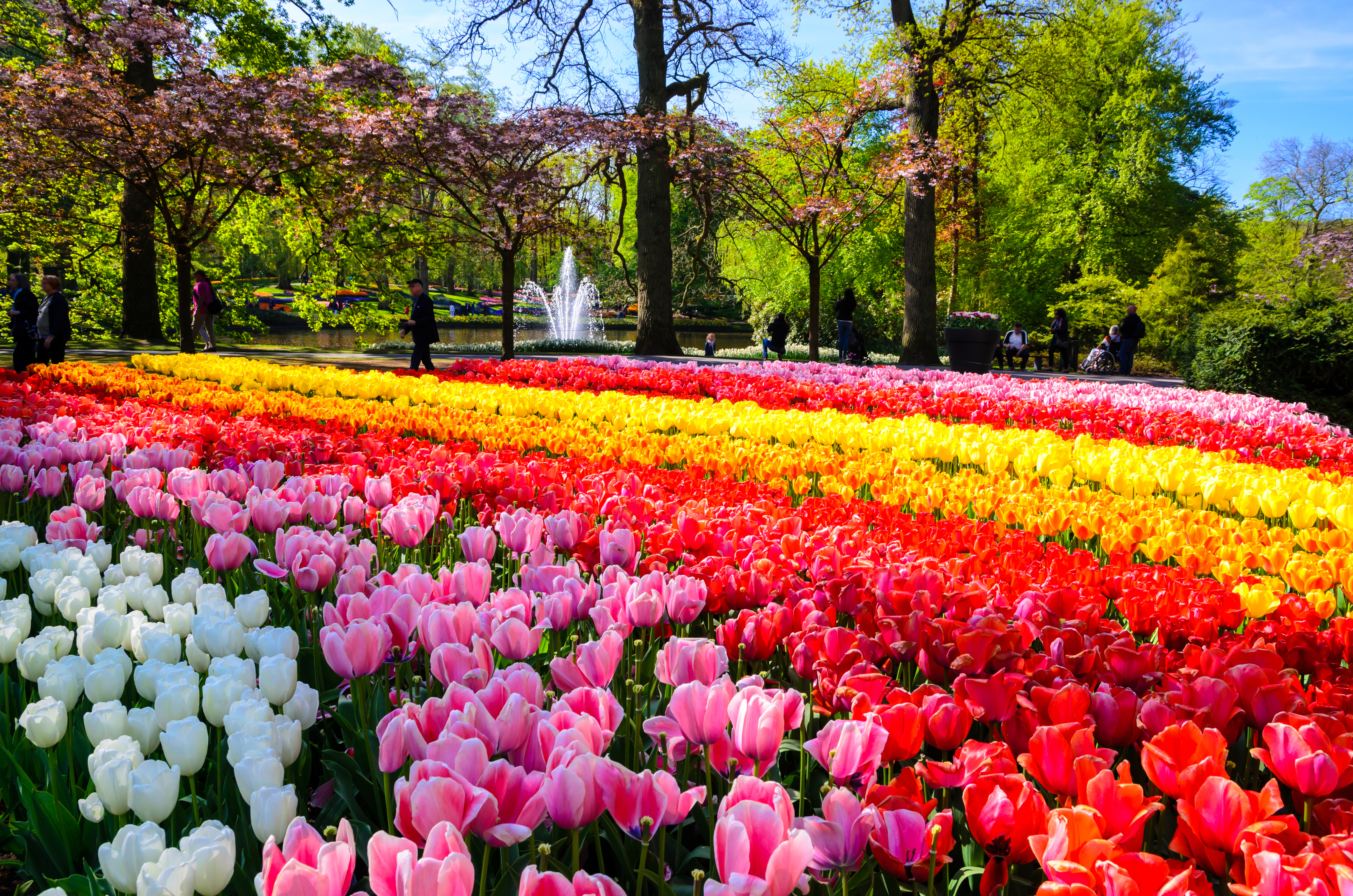 Spektakulære tulipanrækker i Keukenhof park Nederland med springvand