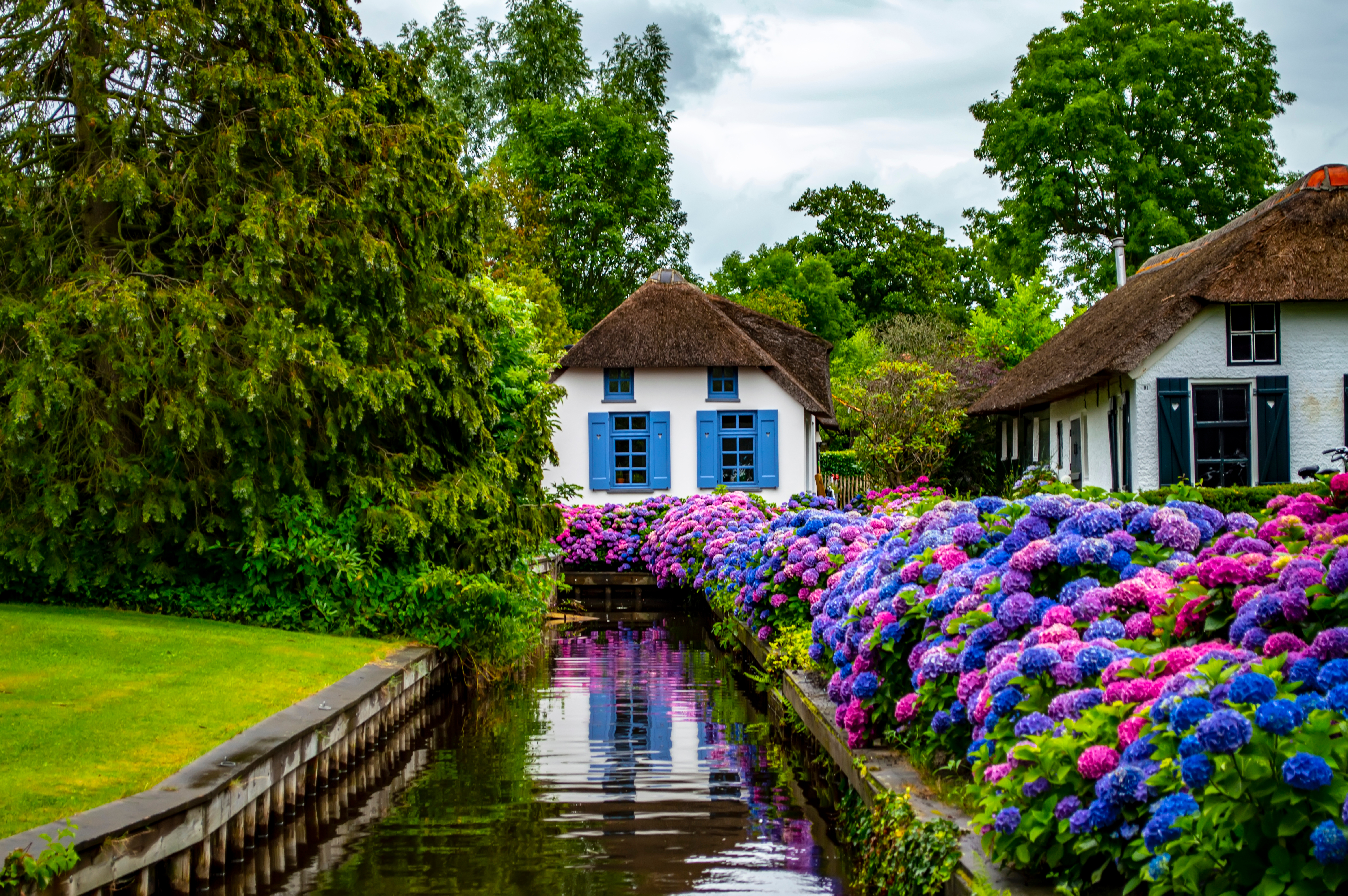 Malerisk nederlandsk landsby med stråtagshuse, blå vinduesrammer og farverige hortensia blomster
