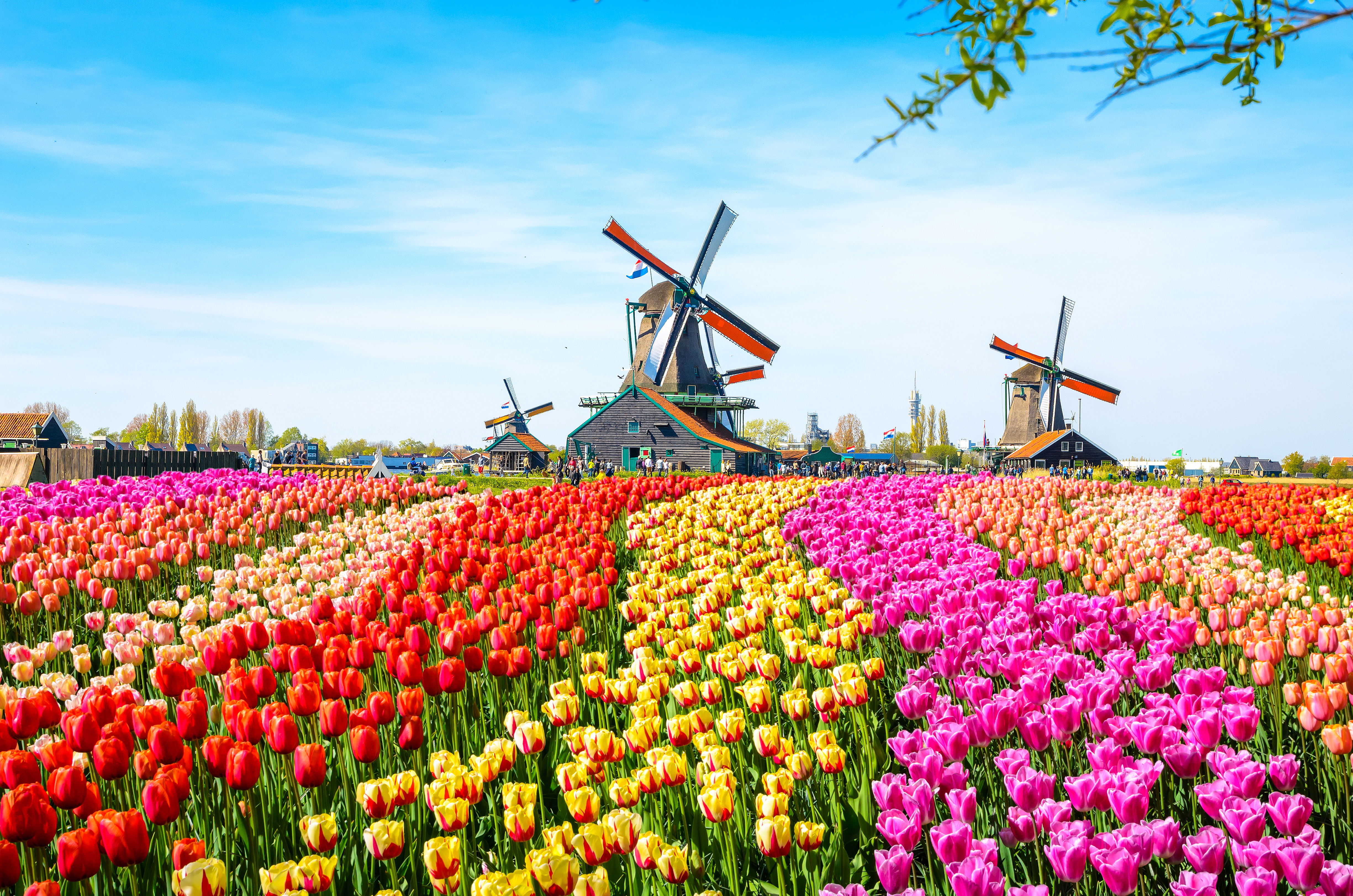 Klassisk hollandsk forårsstemning med farverige tulipanmarker og vindmøller ved Zaanse Schans i Holland