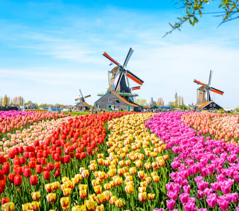 Klassisk hollandsk forårsstemning med farverige tulipanmarker og vindmøller ved Zaanse Schans i Holland