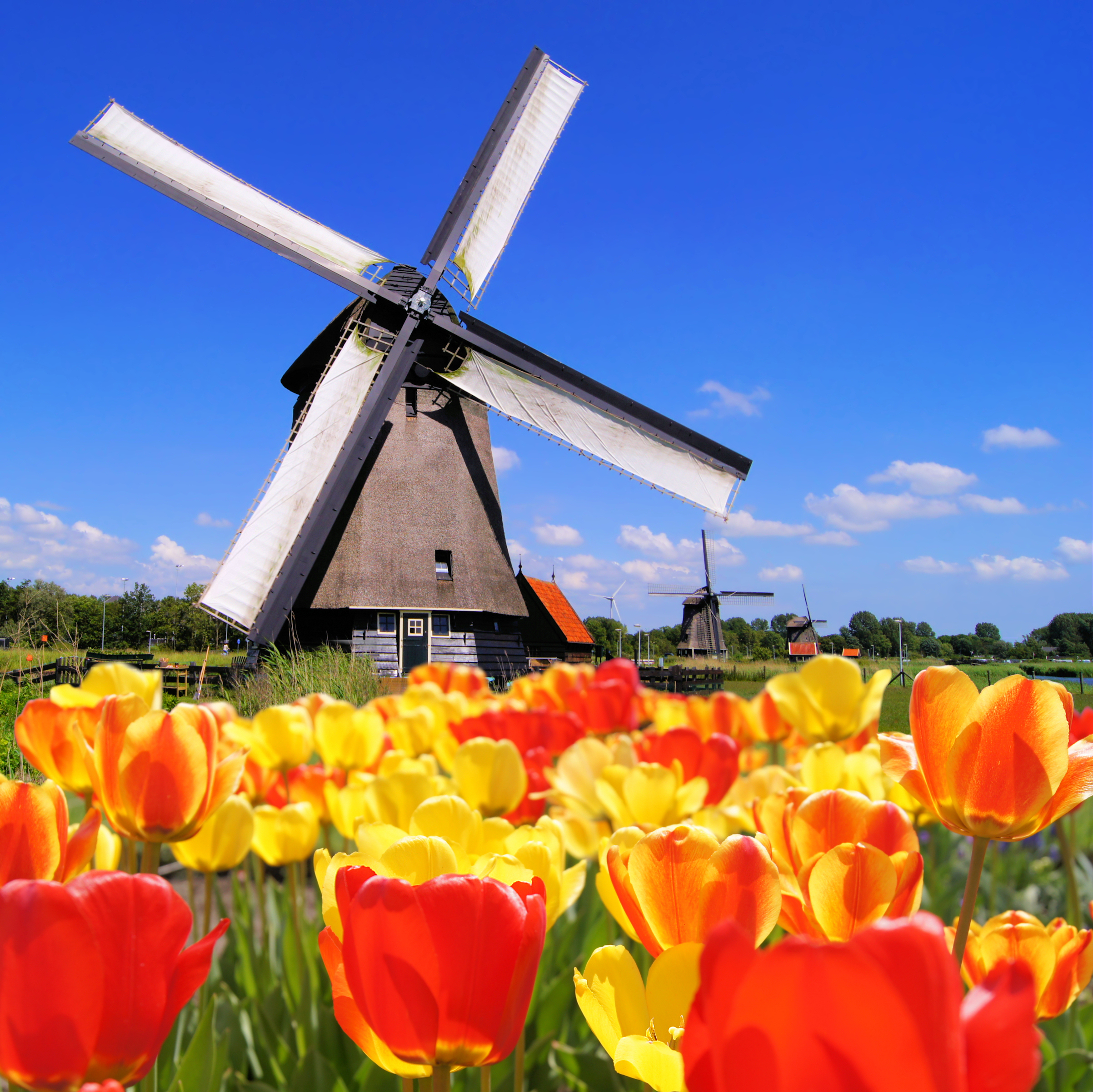 Klassisk hollandsk landskab med traditionel vindmølle og et farverigt tæppe af røde og gule tulipaner i forgrunden på en solrig forårsdag