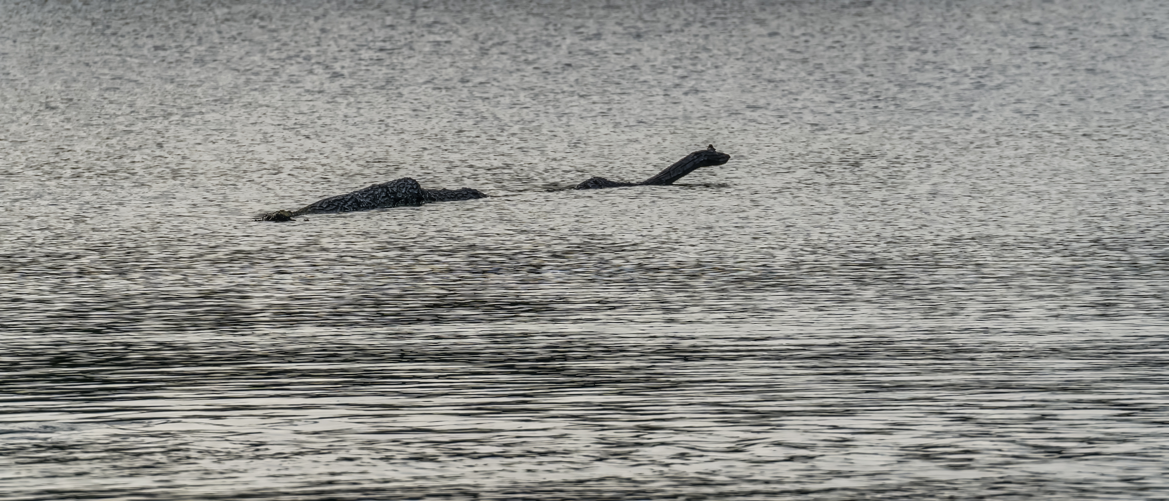 Spændende syn på Loch Ness i Skotland hvor en mørk form stikker op af vandoverfladen ligesom det berømte monster Nessie