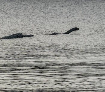 Spændende syn på Loch Ness i Skotland hvor en mørk form stikker op af vandoverfladen ligesom det berømte monster Nessie