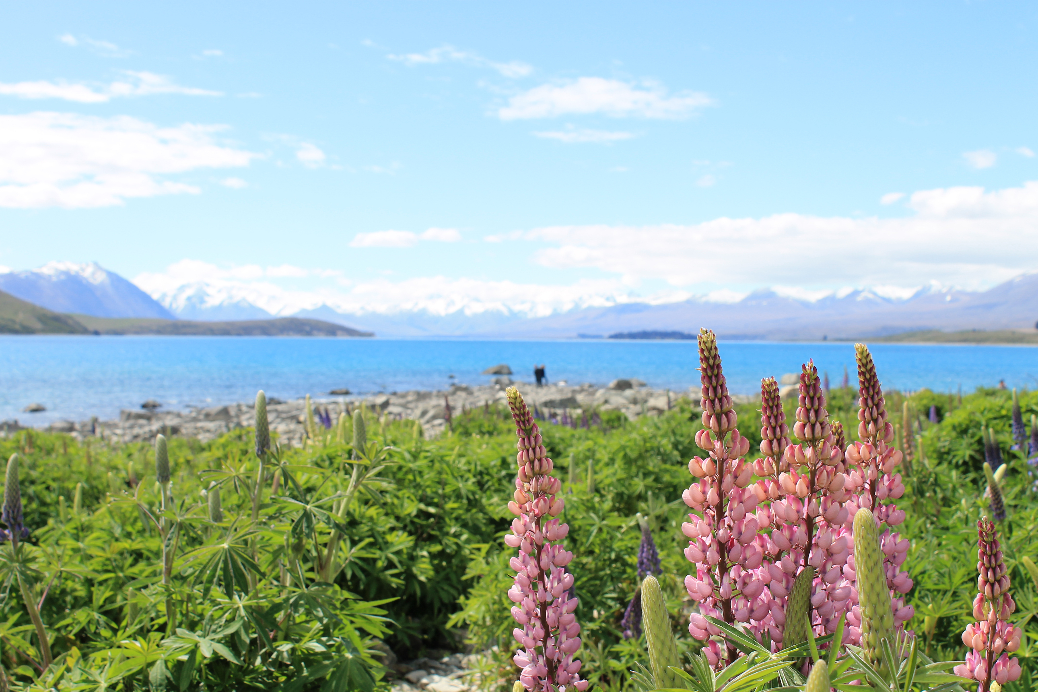 Fantastisk natur ved Lake Tekapo med lyserøde lupiner i forgrunden og snedækkede bjerge bag det blå vand, New Zealand