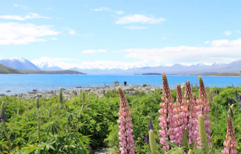 Fantastisk natur ved Lake Tekapo med lyserøde lupiner i forgrunden og snedækkede bjerge bag det blå vand, New Zealand