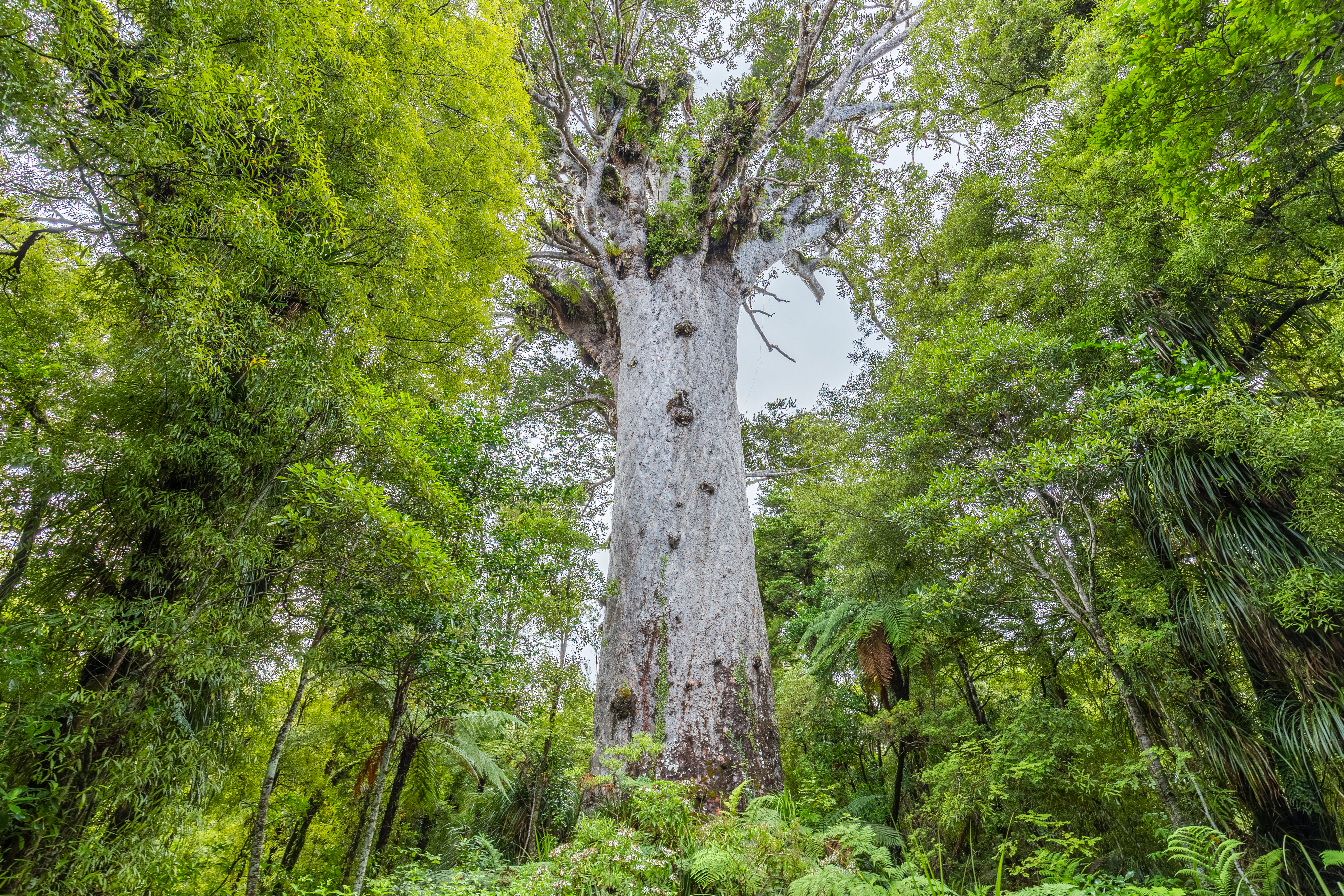 Spektakulært kæmpe kauri-træ Tane Mahuta i den frodige Waipoua Forest på New Zealand
