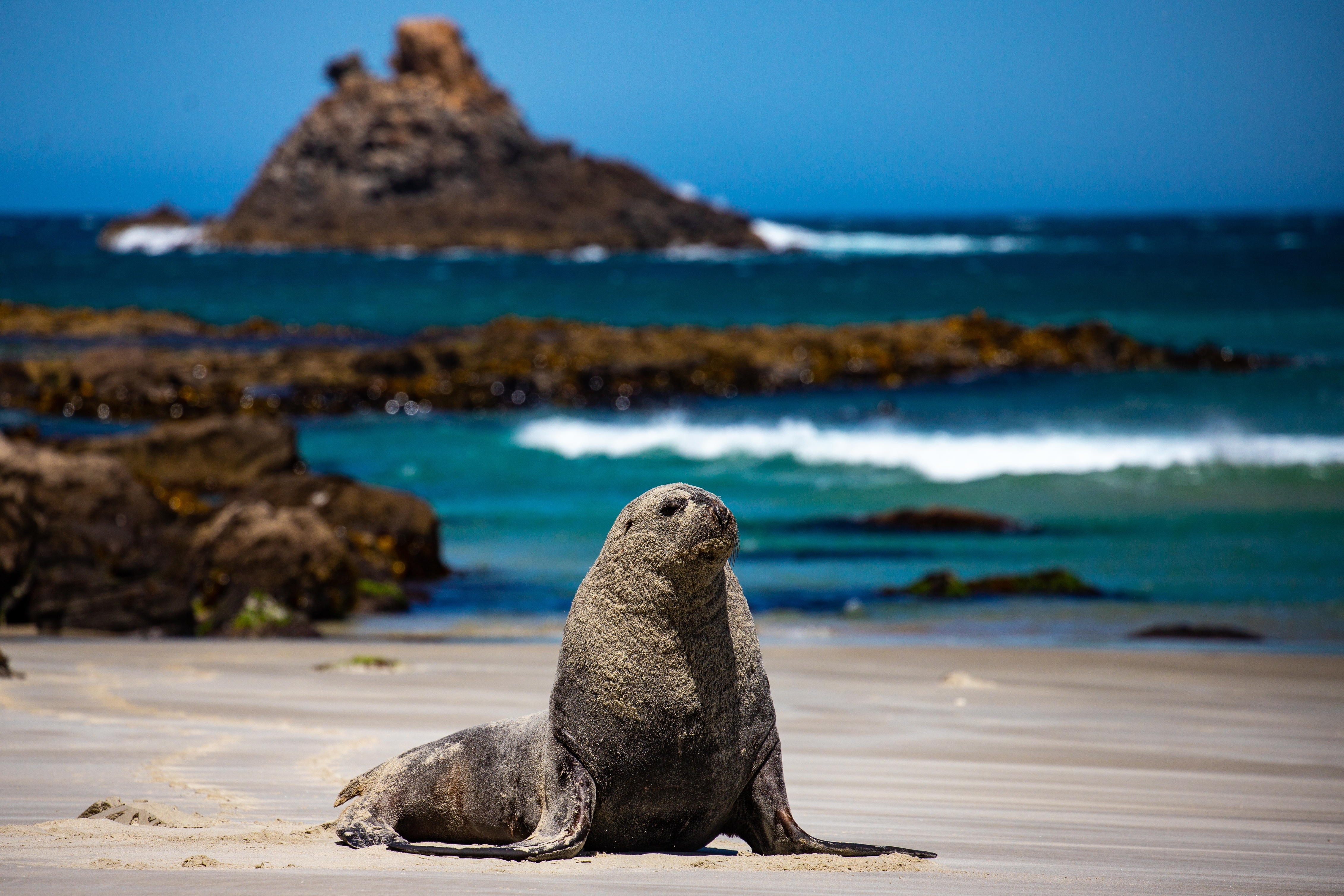 New Zealand søløve slapper af på sandstrand, Otago Peninsula